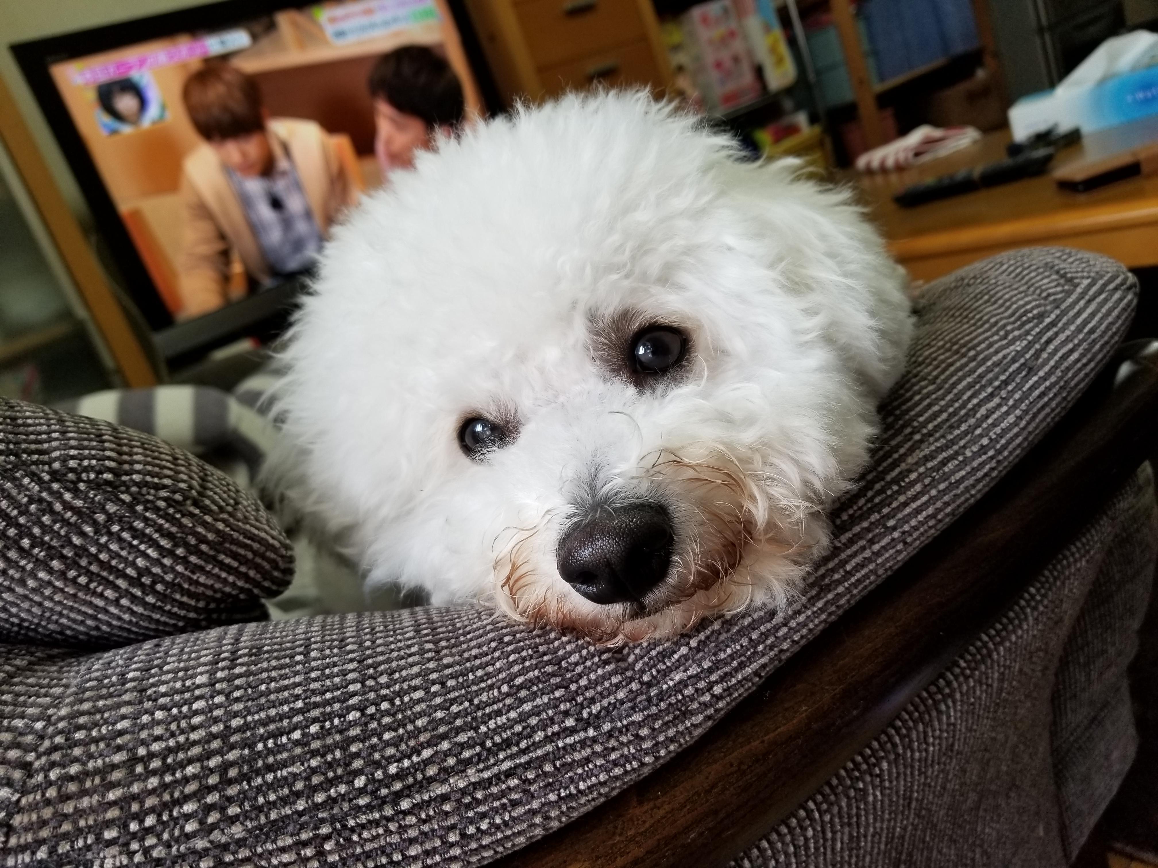 わんにゃんサイトの犬の写真