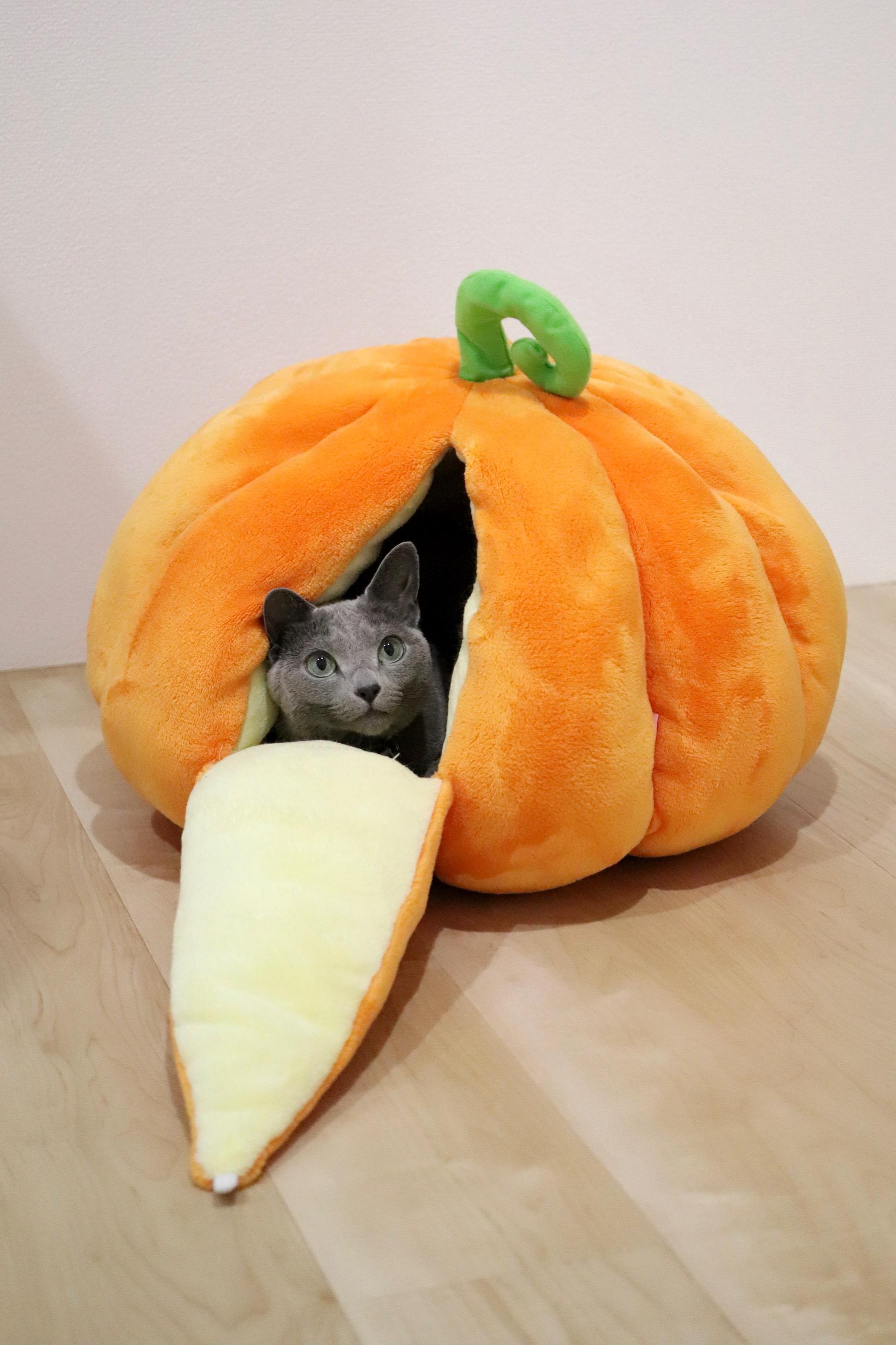 わんにゃんサイトの猫の写真