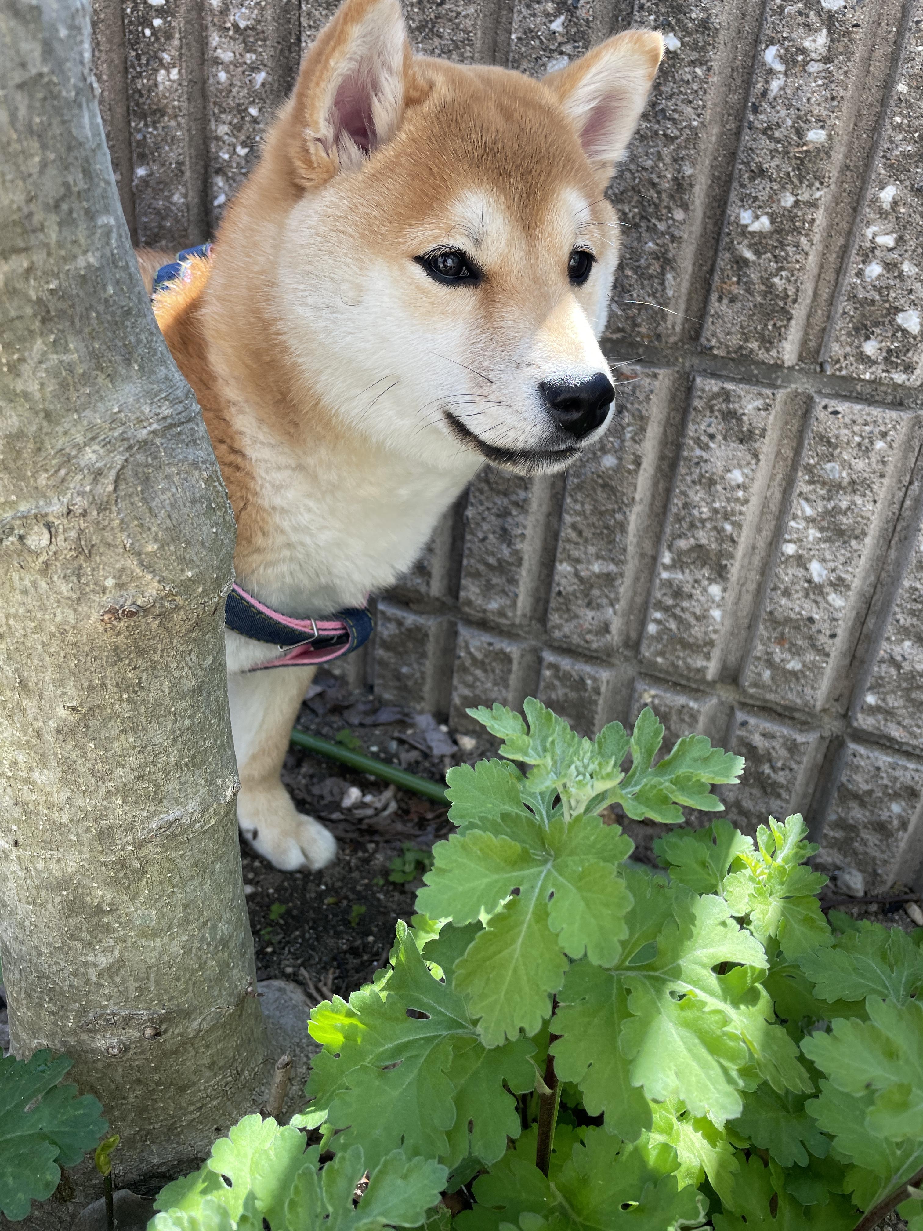 わんにゃんサイトの犬の写真