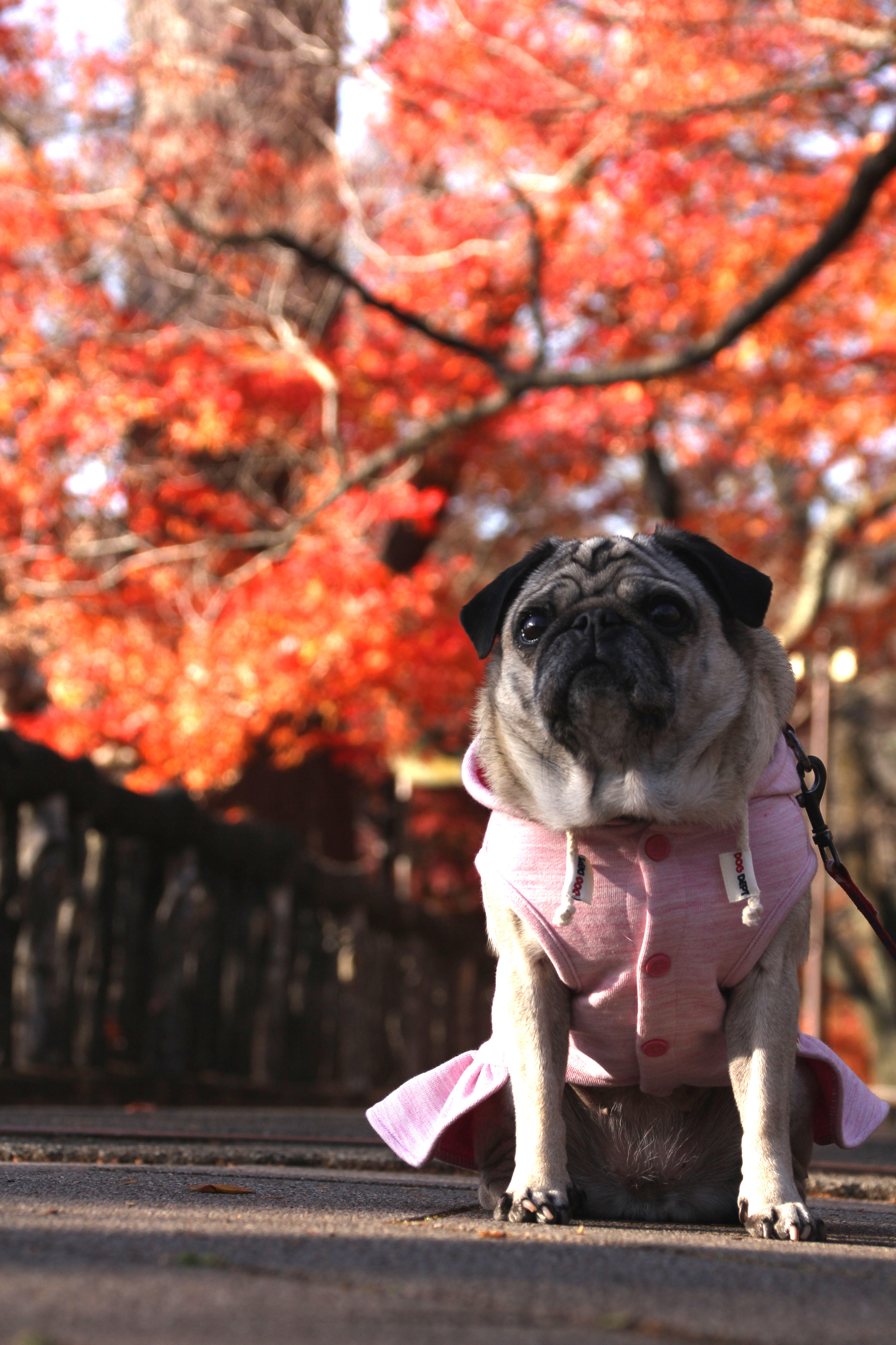 わんにゃんサイトの犬の写真