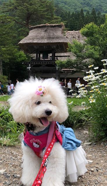 わんにゃんサイトの犬の写真