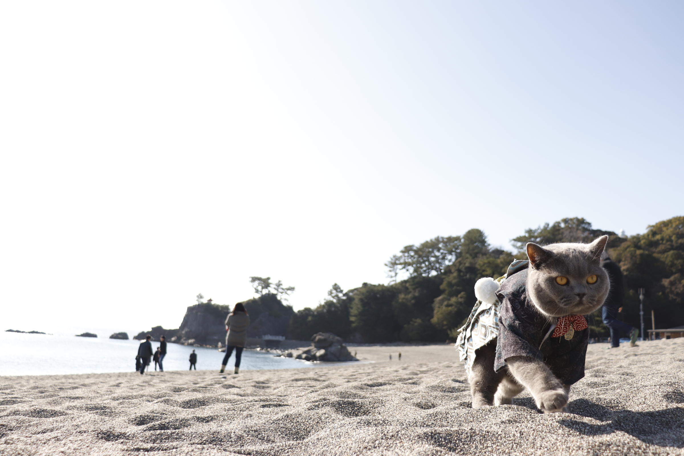 わんにゃんサイトの猫の写真