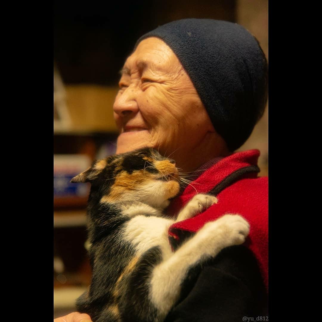 わんにゃんサイトの猫の写真