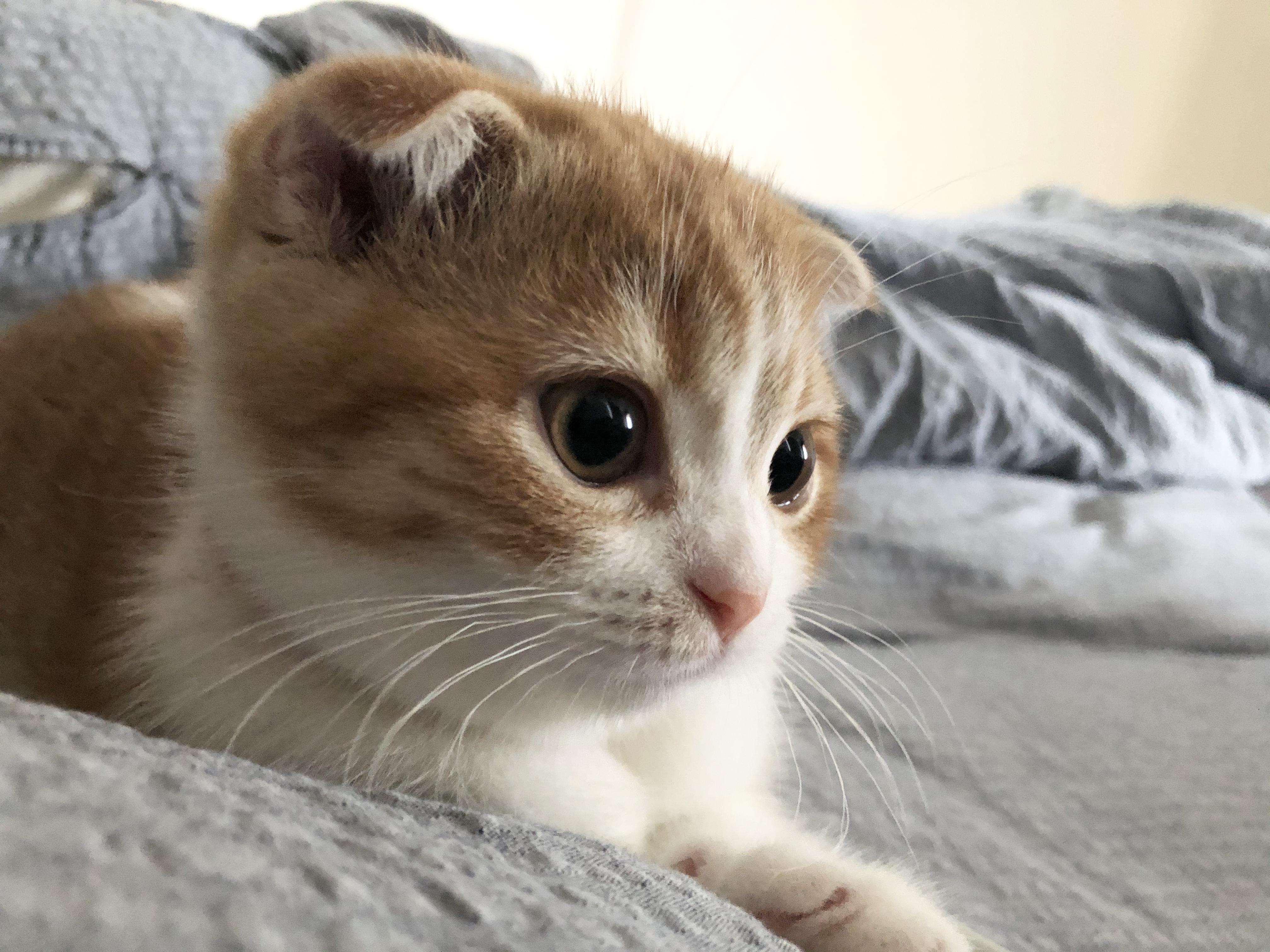 わんにゃんサイトの猫の写真