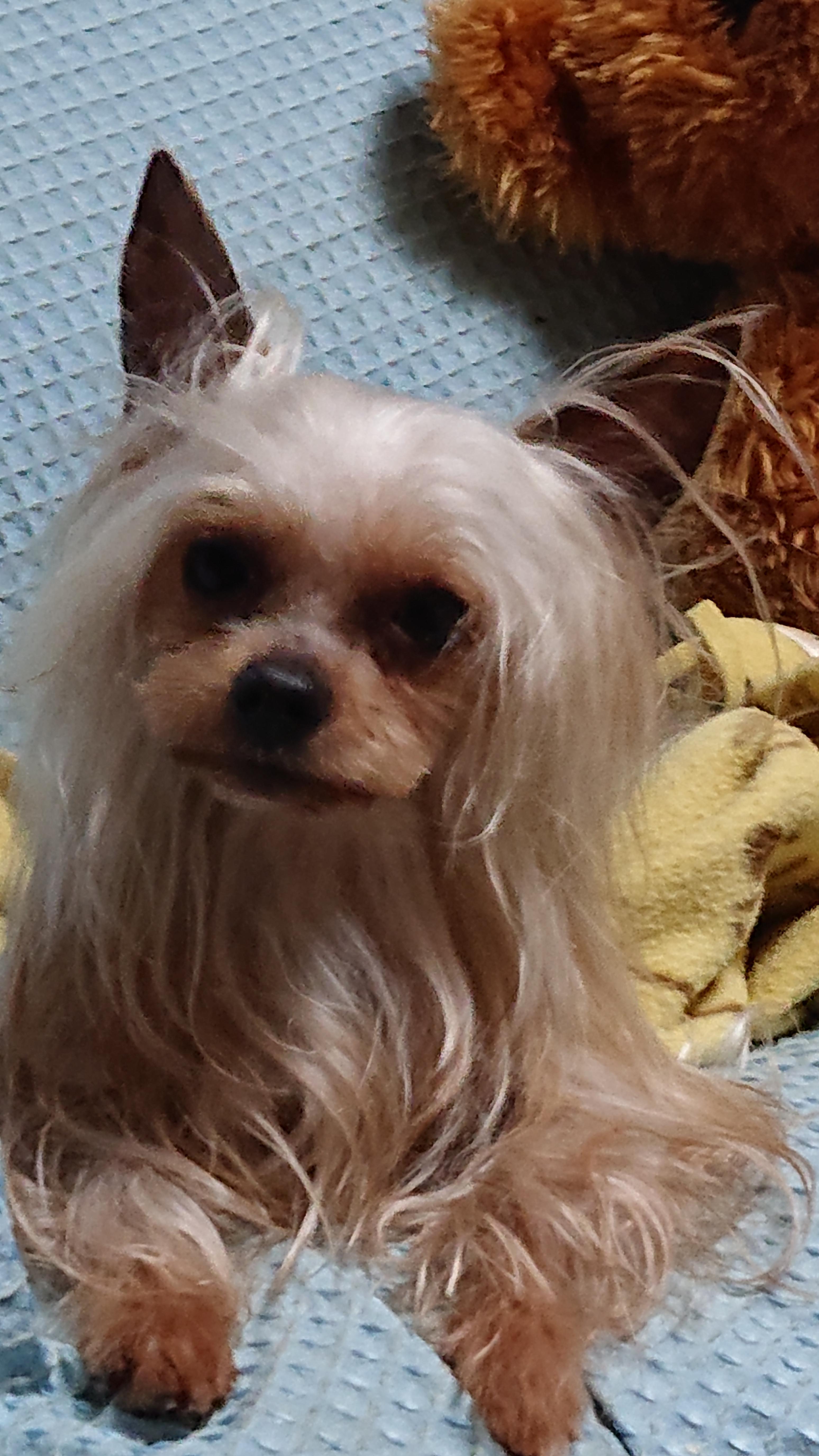 わんにゃんサイトの犬の写真