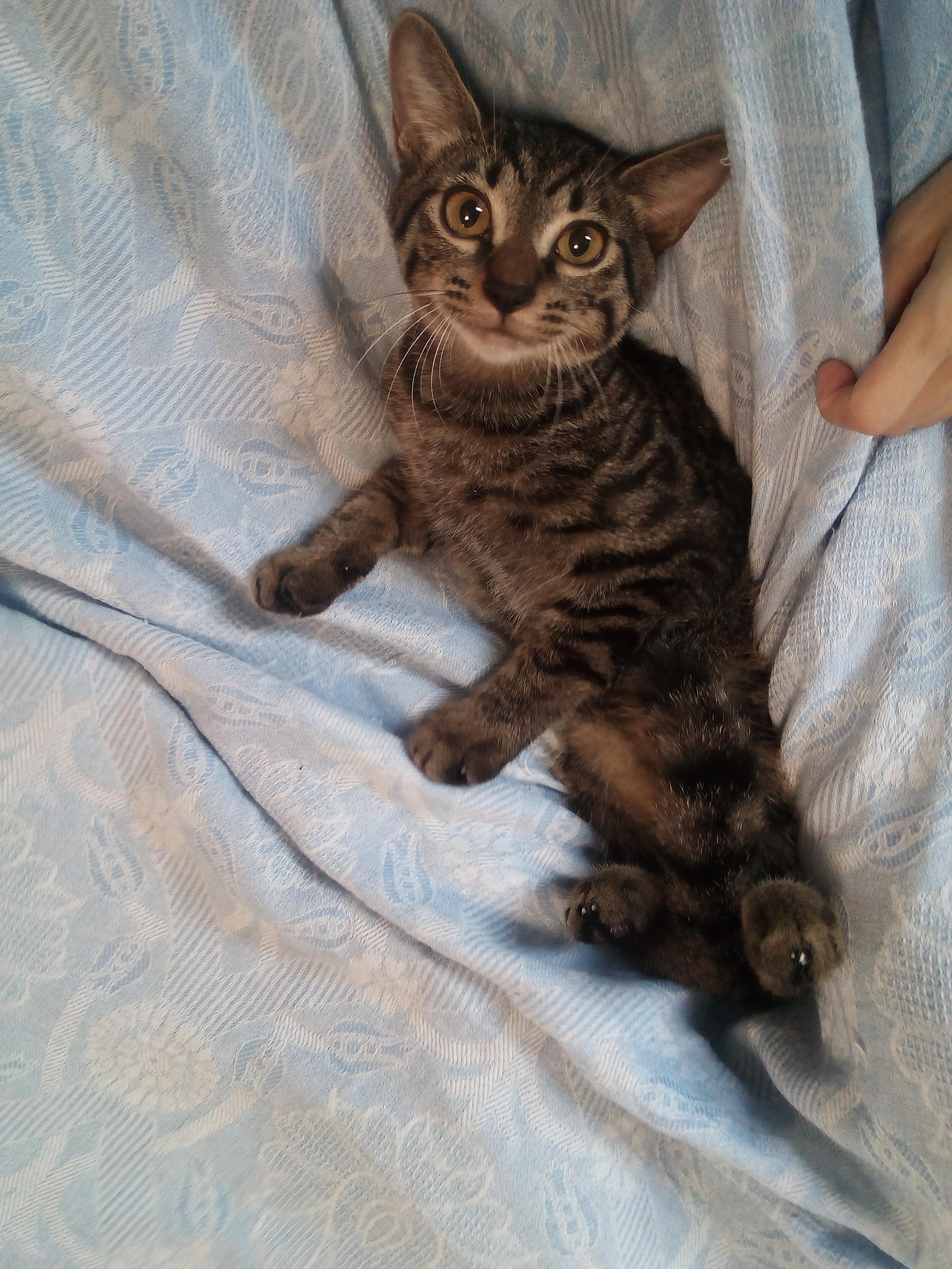 わんにゃんサイトの猫の写真