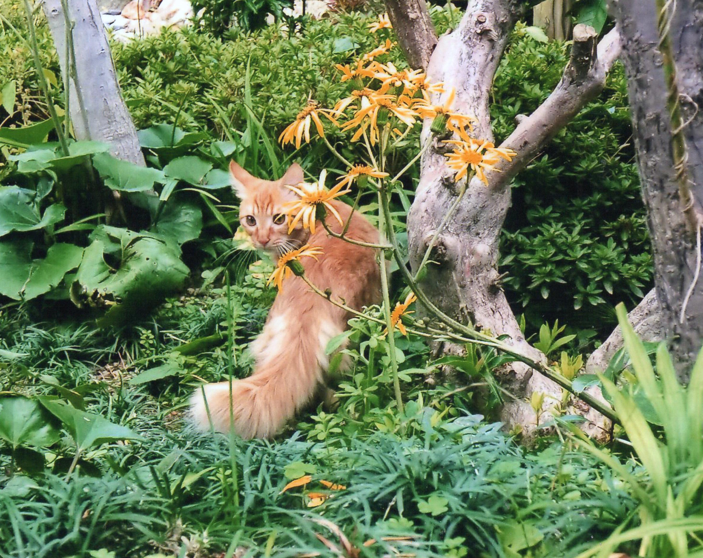 わんにゃんサイトの猫の写真