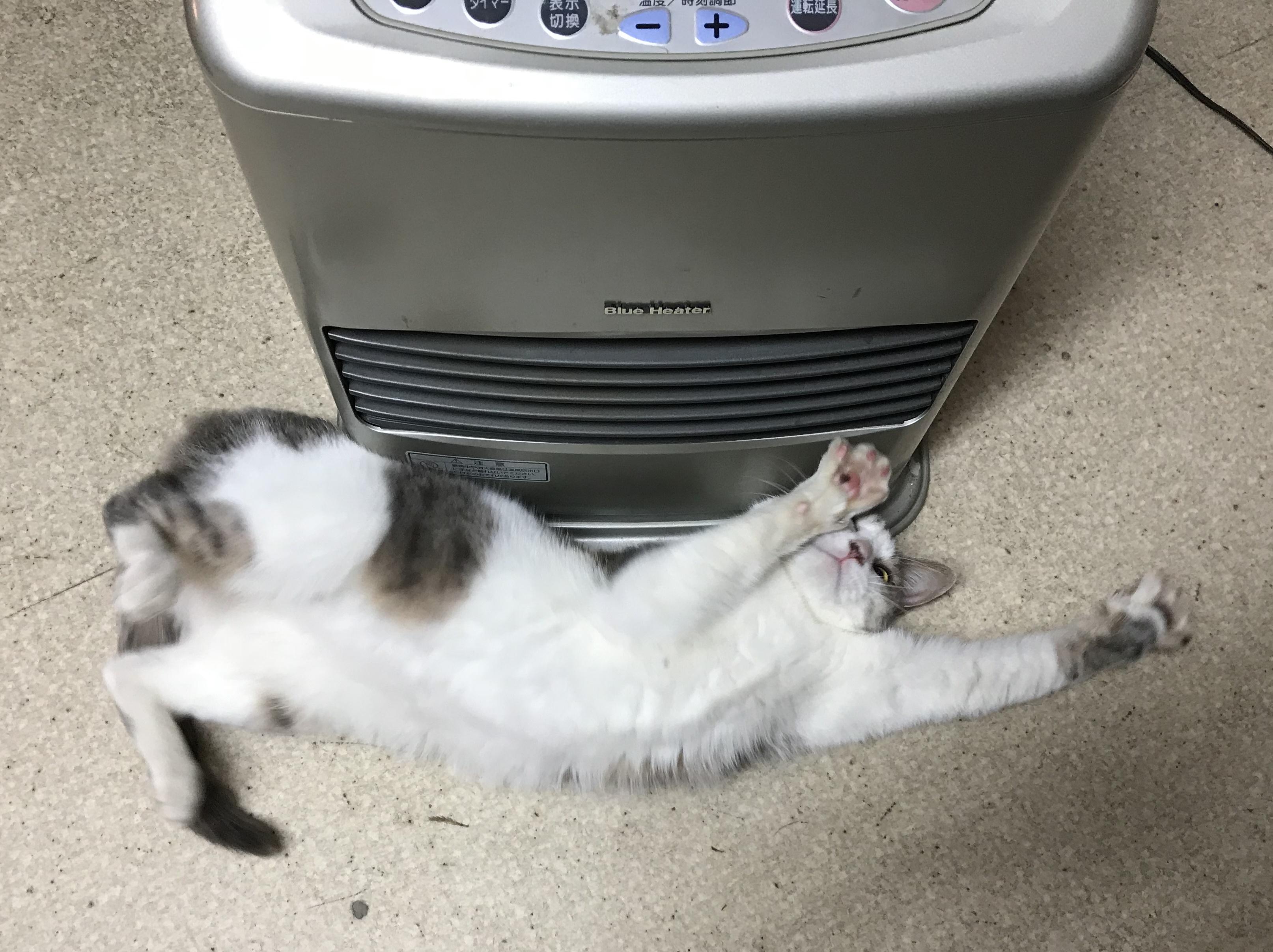 わんにゃんサイトの猫の写真