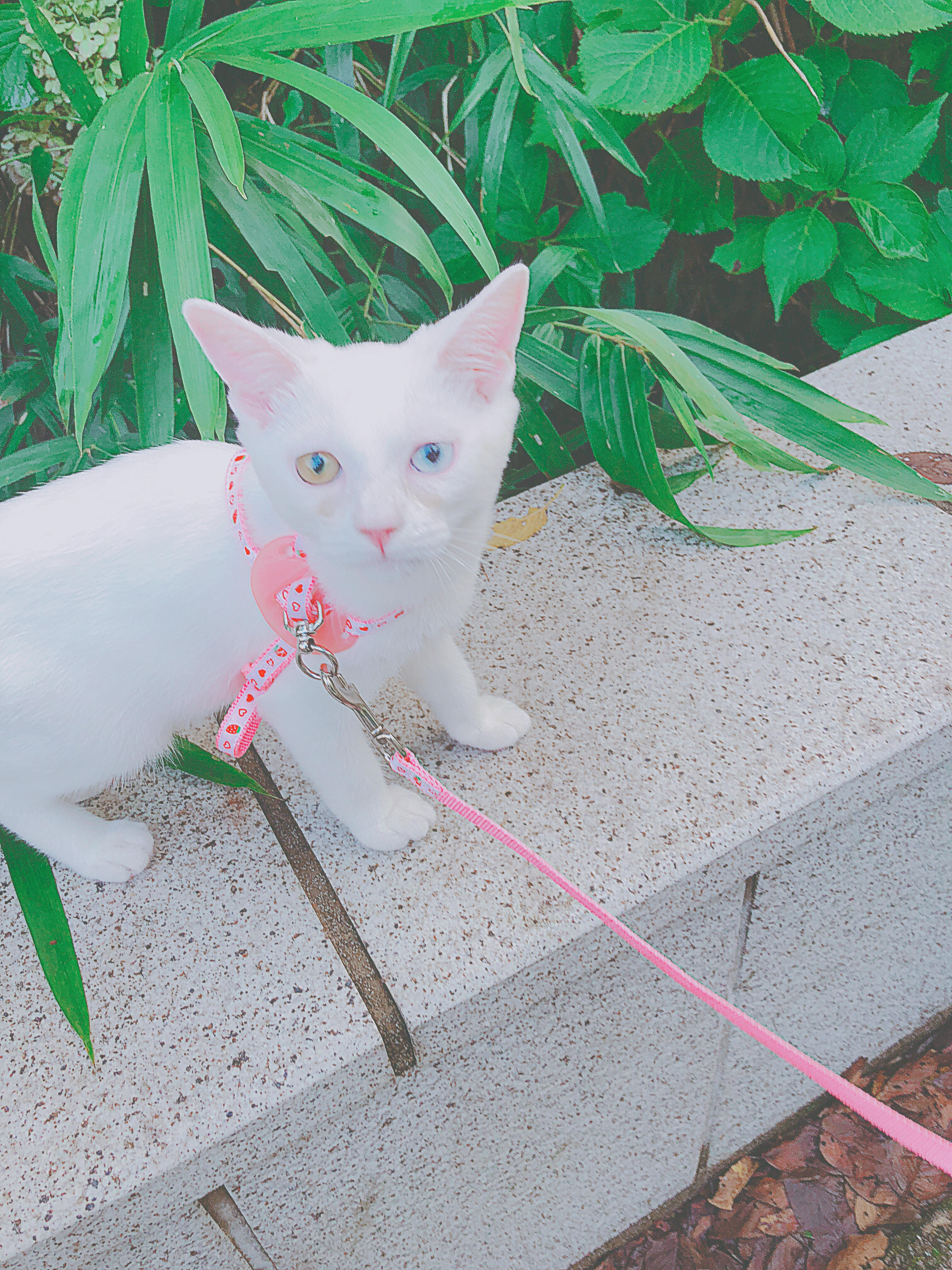 わんにゃんサイトの猫の写真