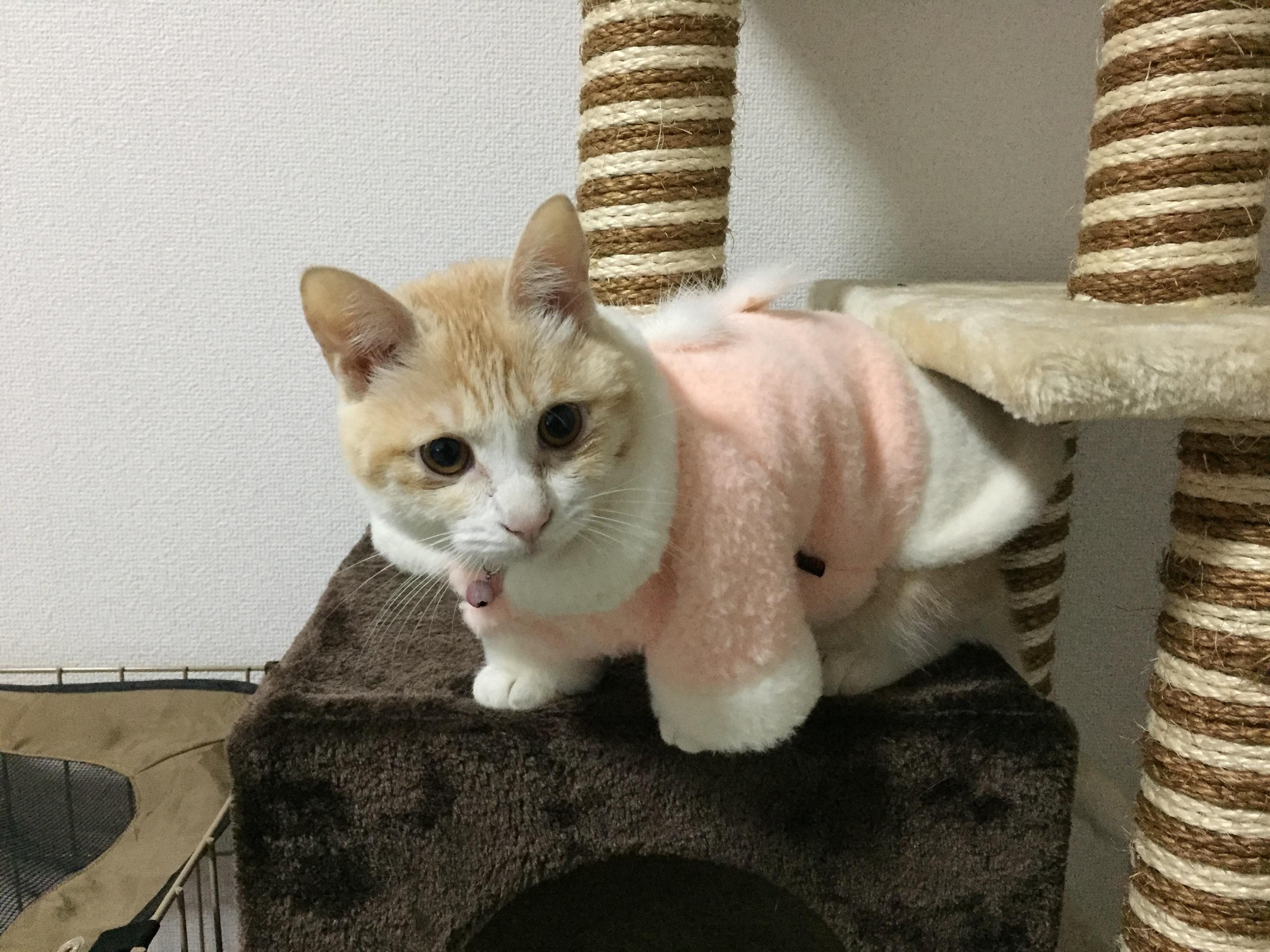 わんにゃんサイトの猫の写真