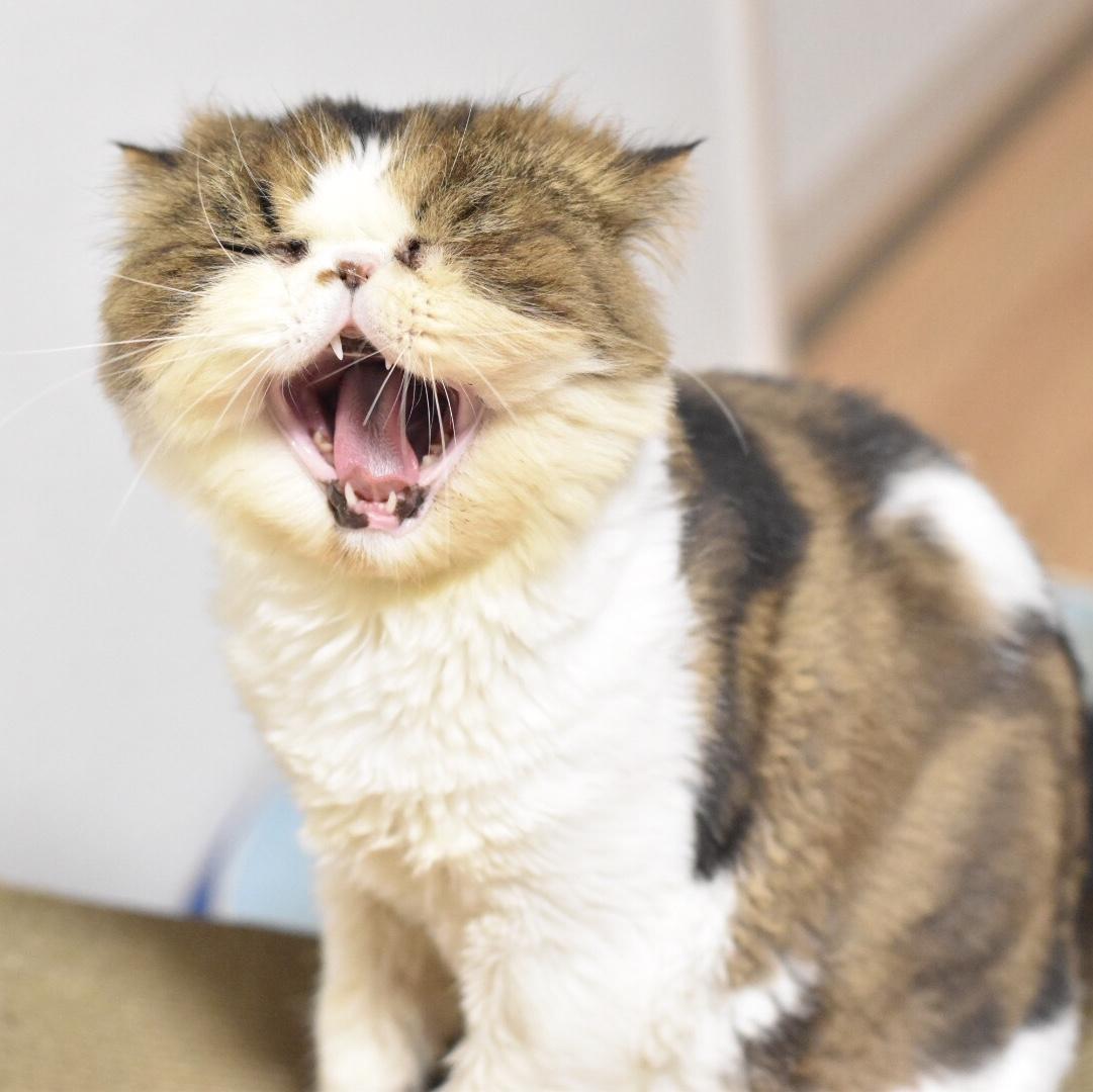 わんにゃんサイトの猫の写真