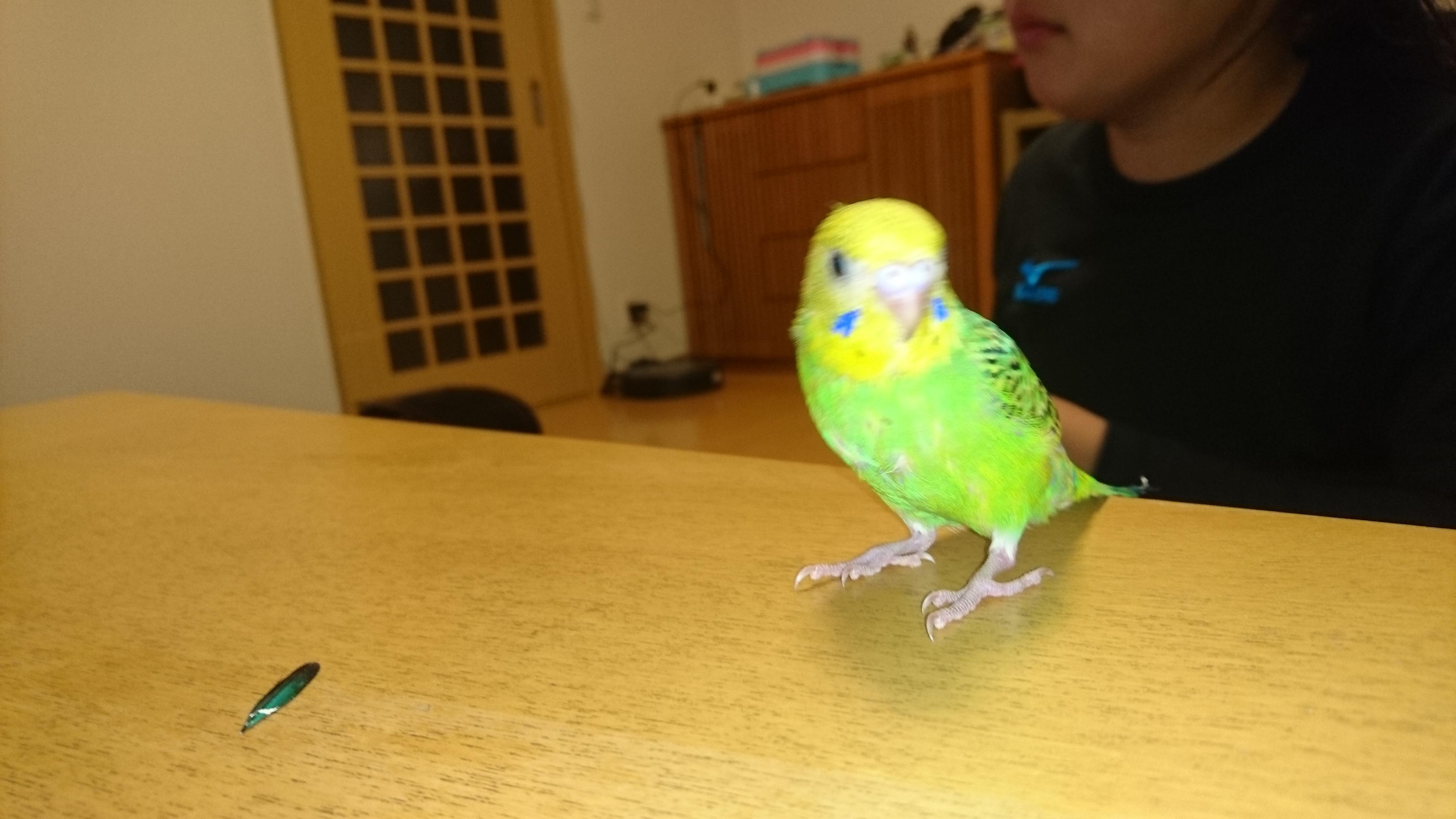 わんにゃんサイトのその他の写真