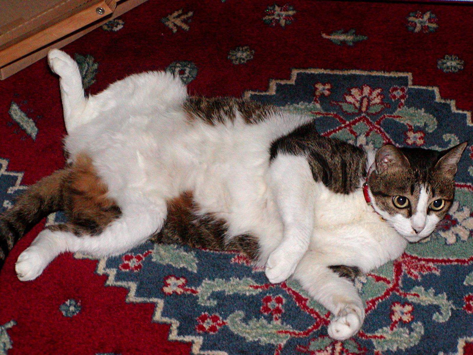 わんにゃんサイトの猫の写真