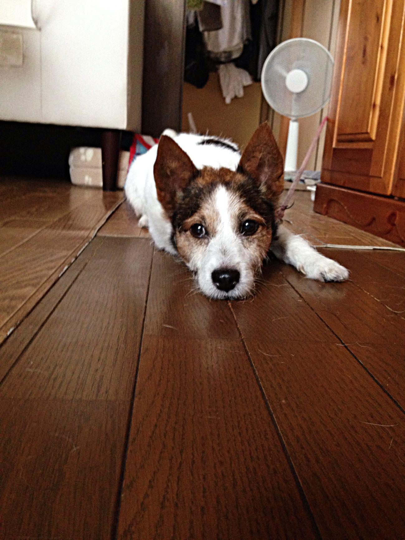 わんにゃんサイトの犬の写真