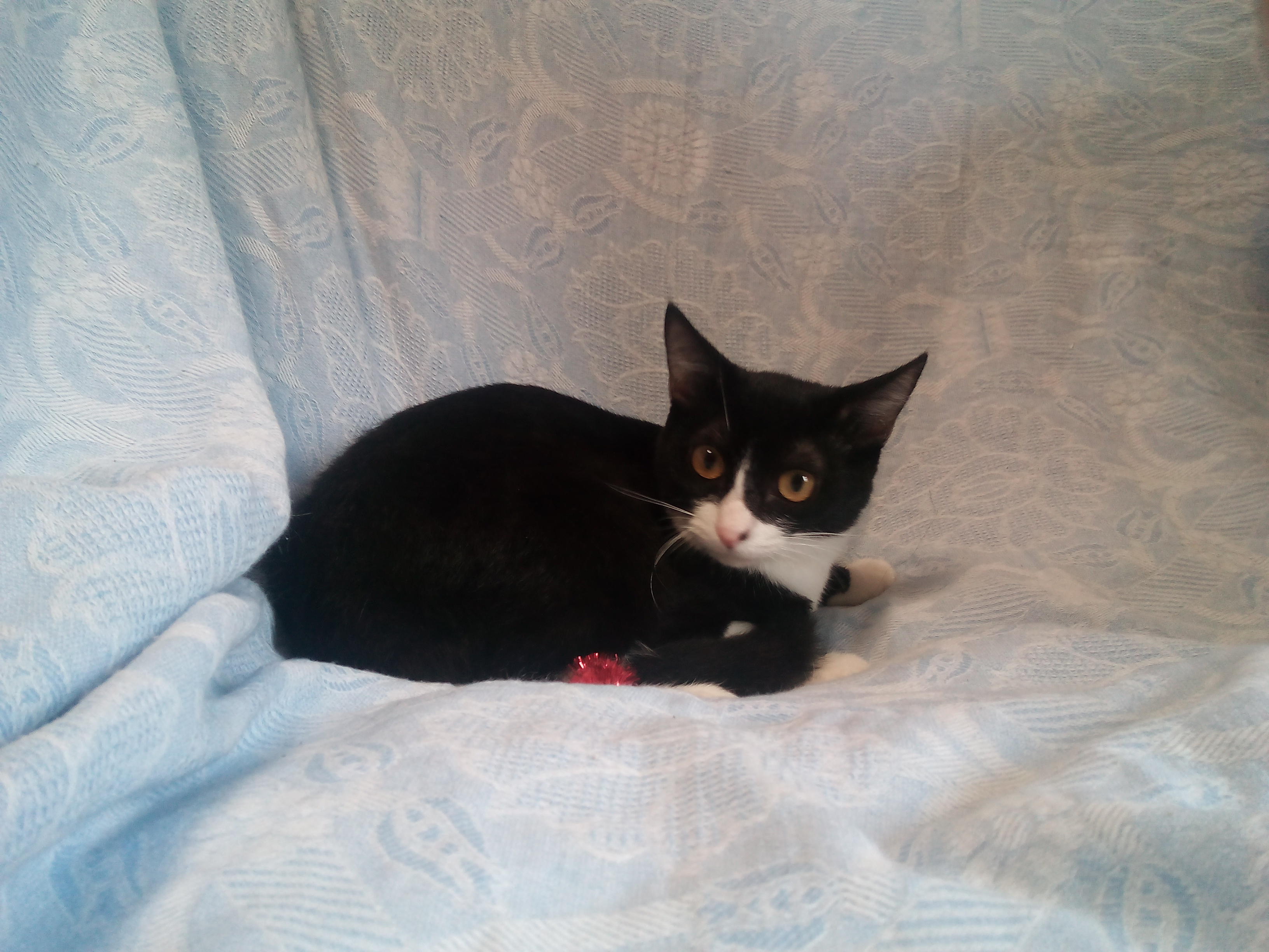 わんにゃんサイトの猫の写真