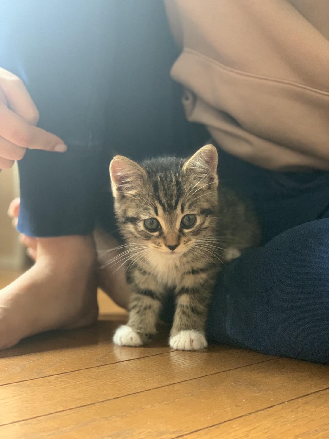 わんにゃんサイトの猫の写真