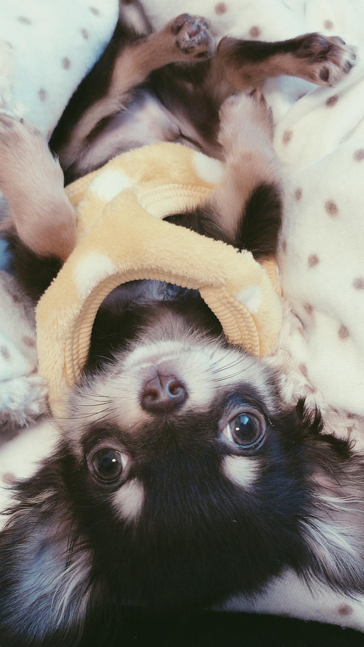 わんにゃんサイトの犬の写真