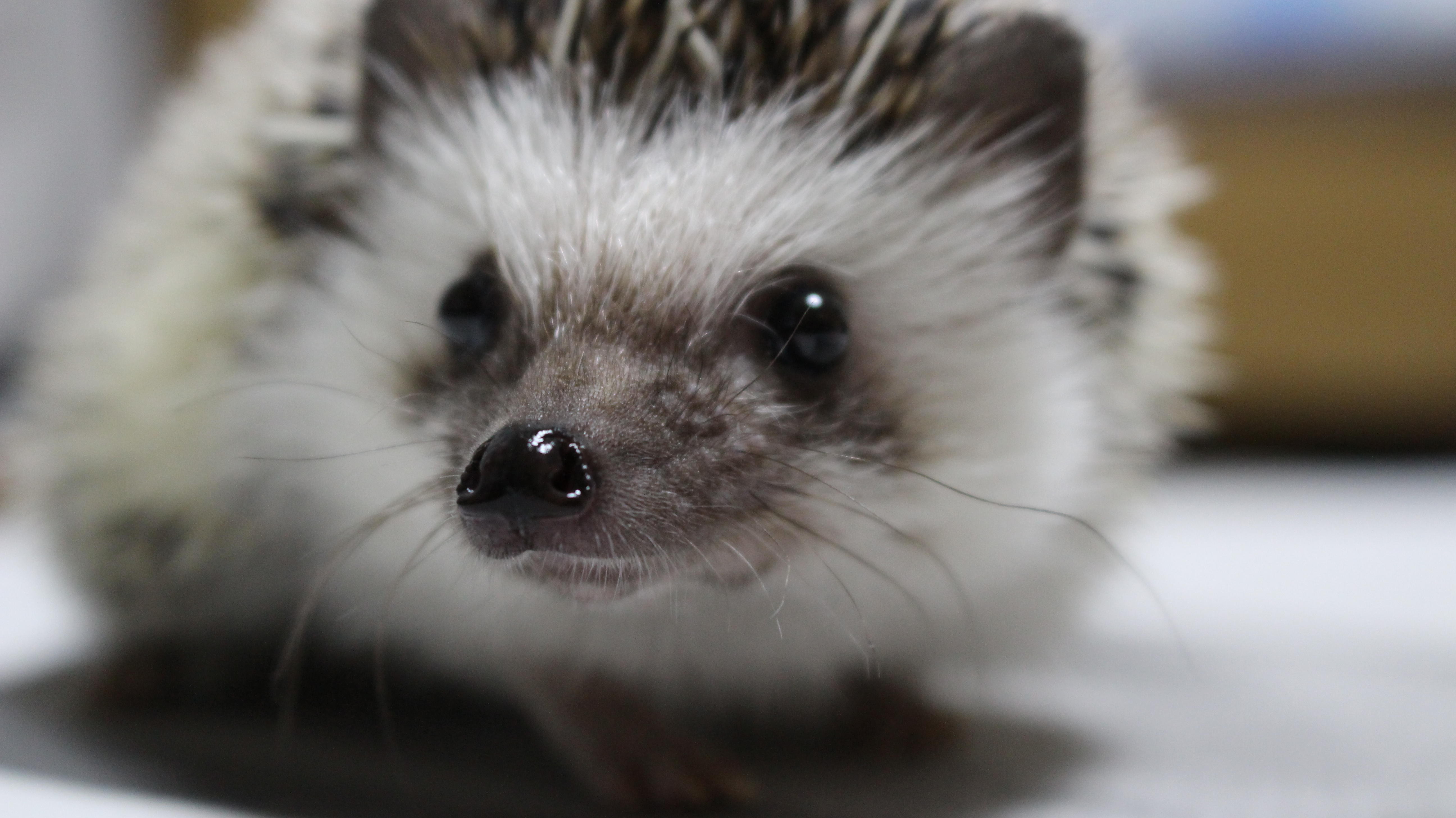 わんにゃんサイトのその他の写真