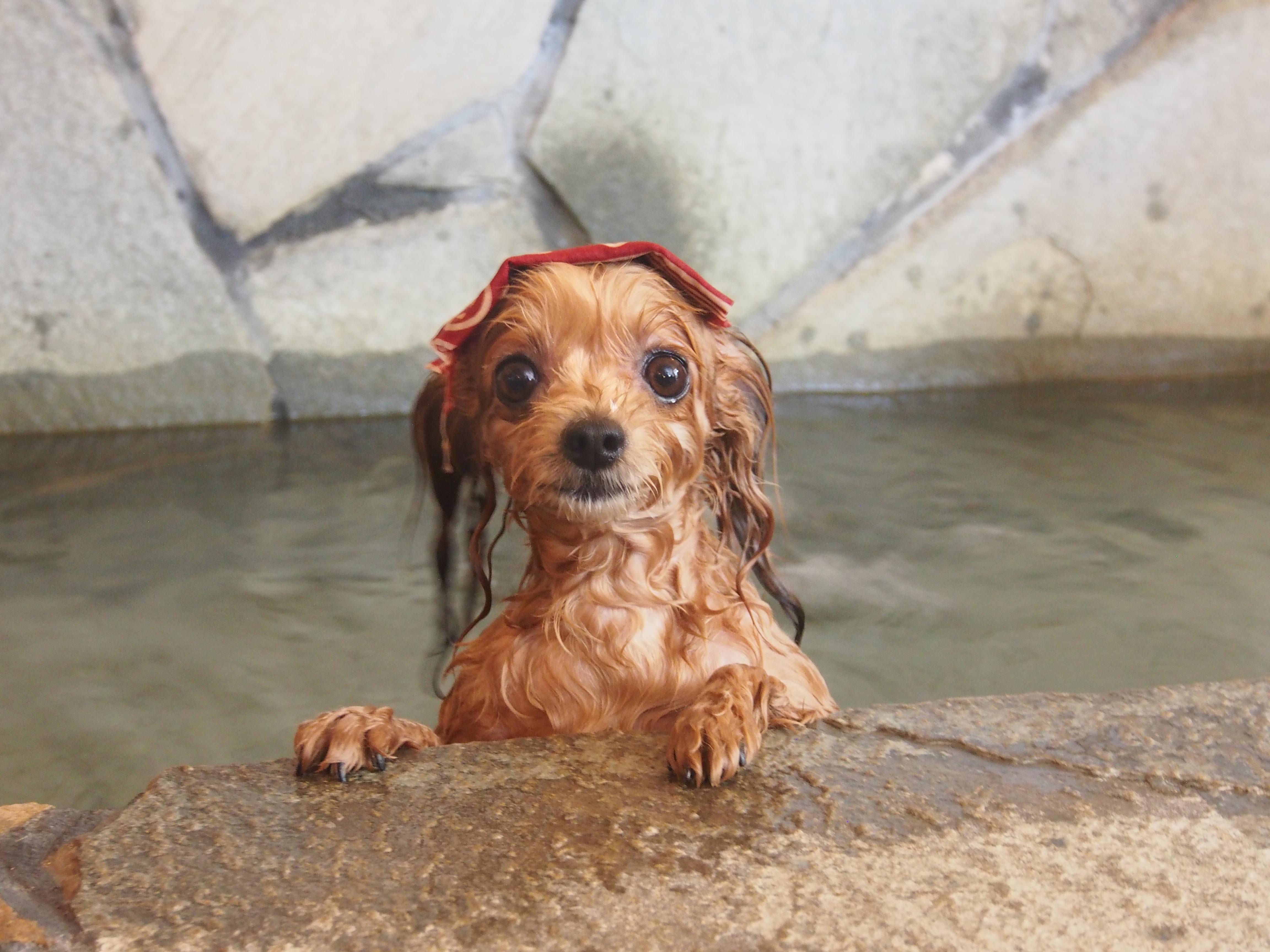 わんにゃんサイトの犬の写真