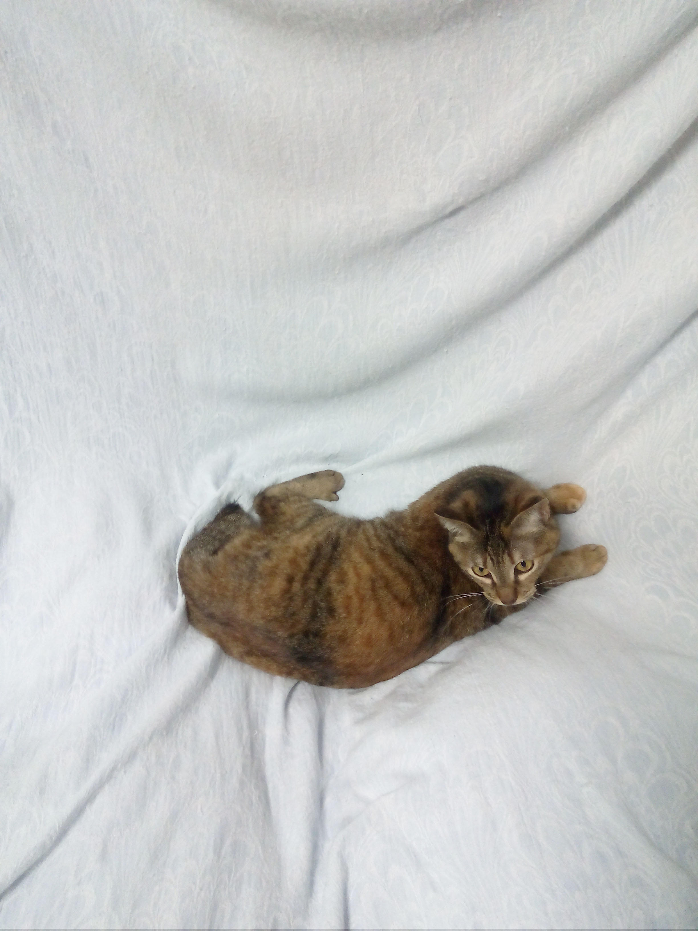 わんにゃんサイトの猫の写真