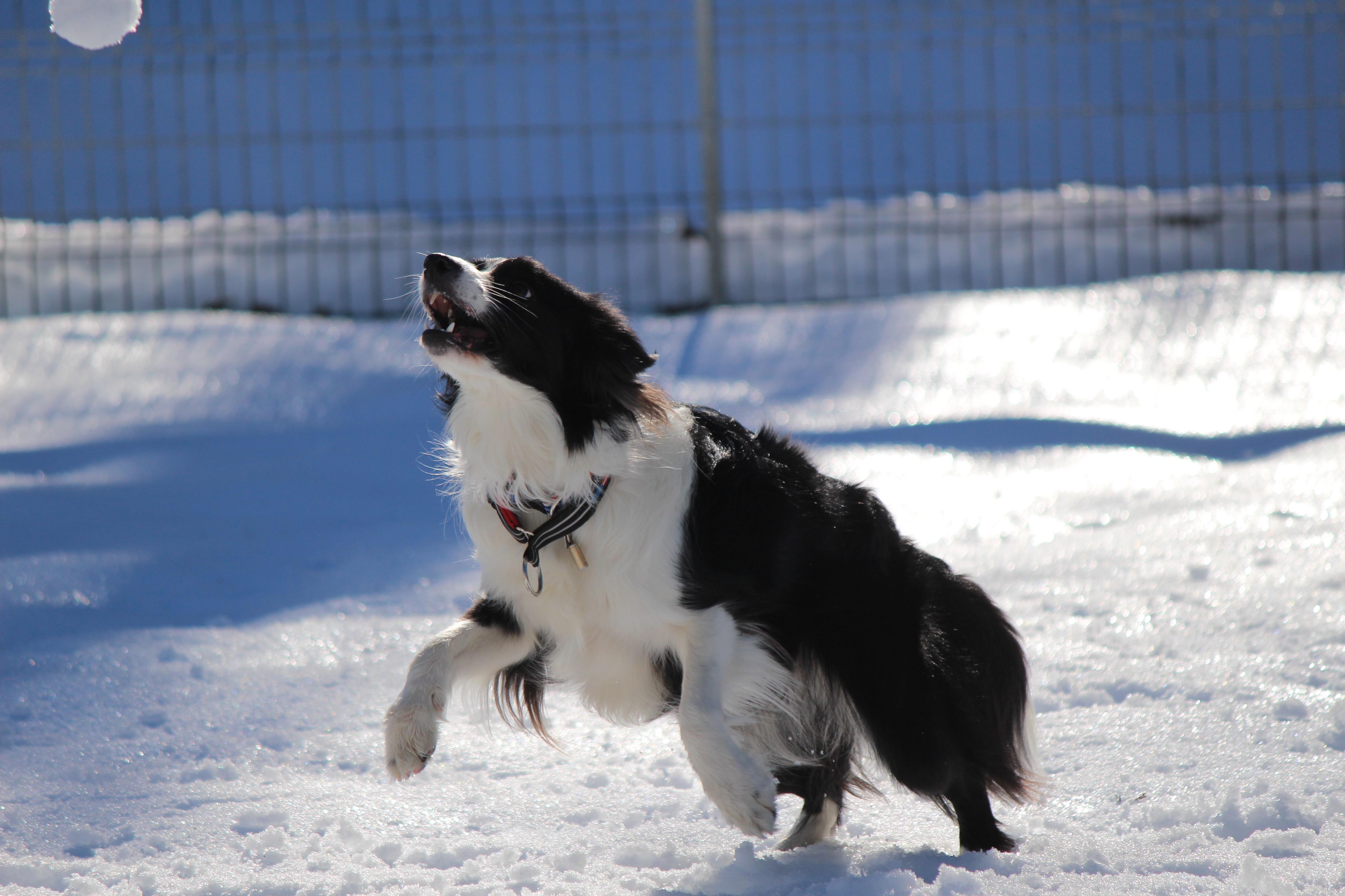 わんにゃんサイトの犬の写真