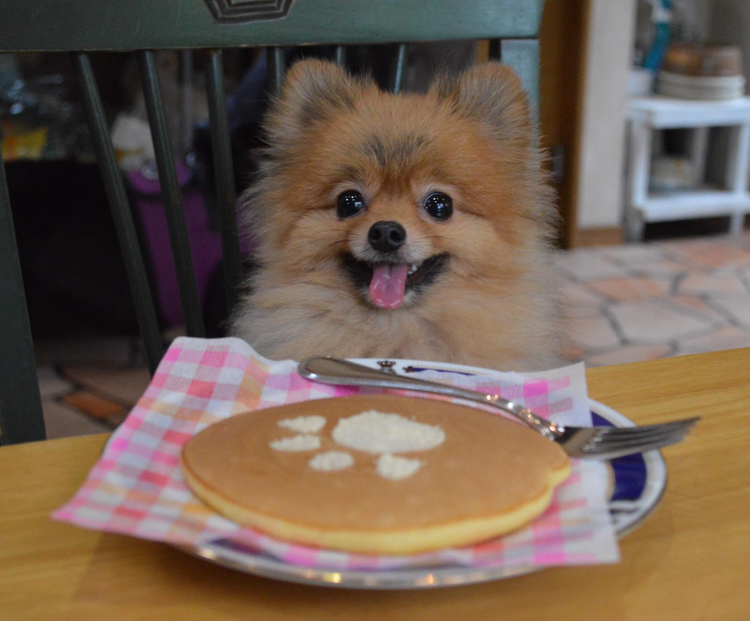 わんにゃんサイトの犬の写真