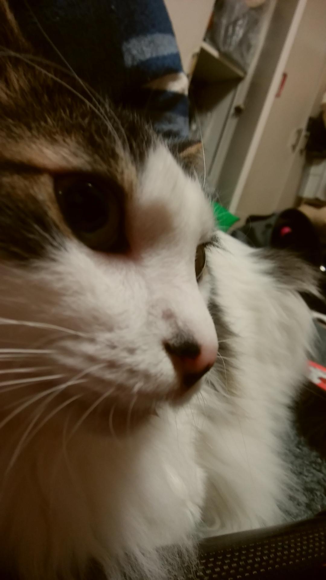 わんにゃんサイトの猫の写真