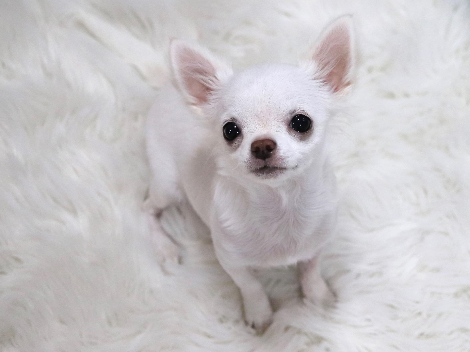 わんにゃんサイトの犬の写真