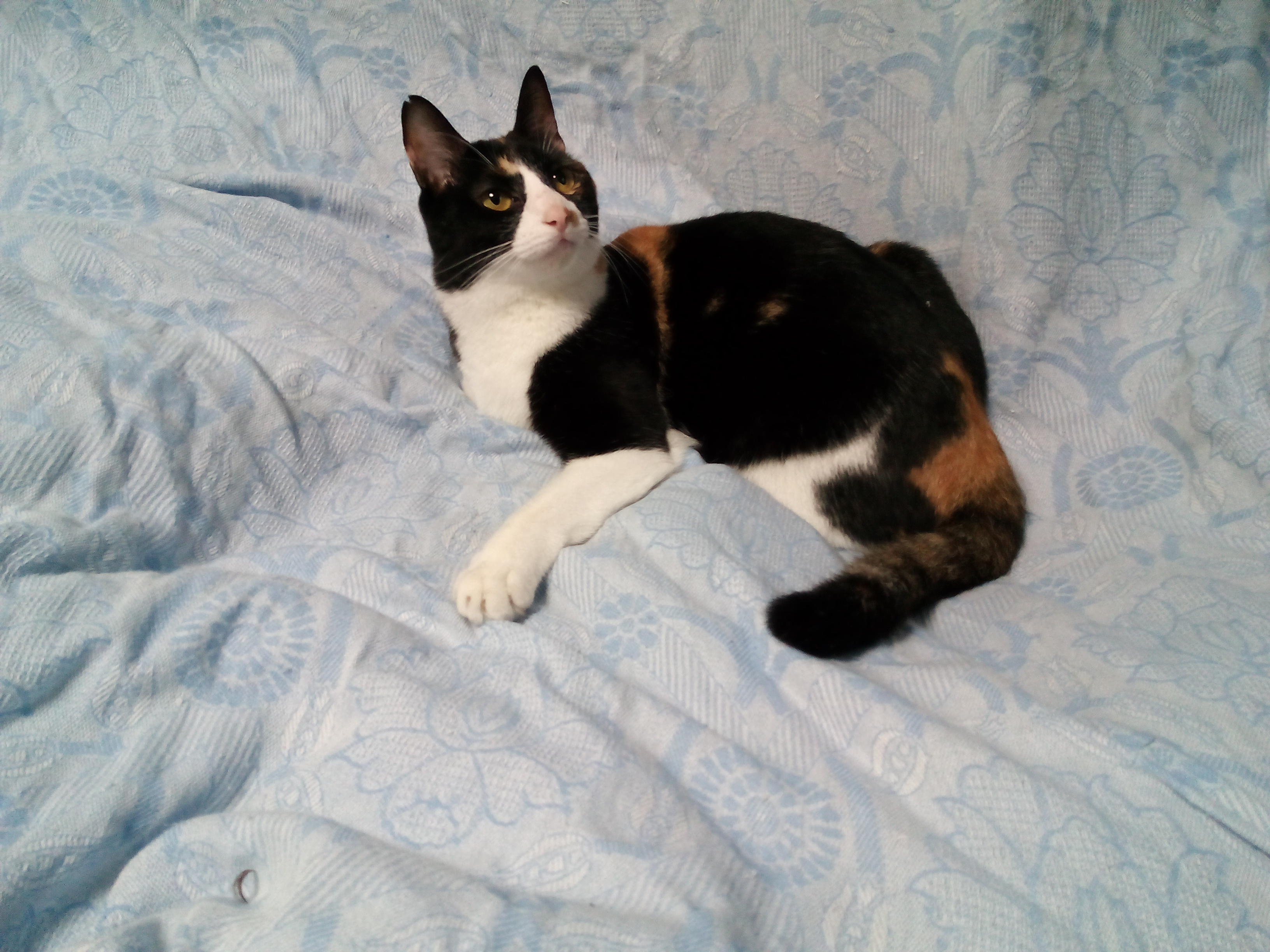 わんにゃんサイトの猫の写真