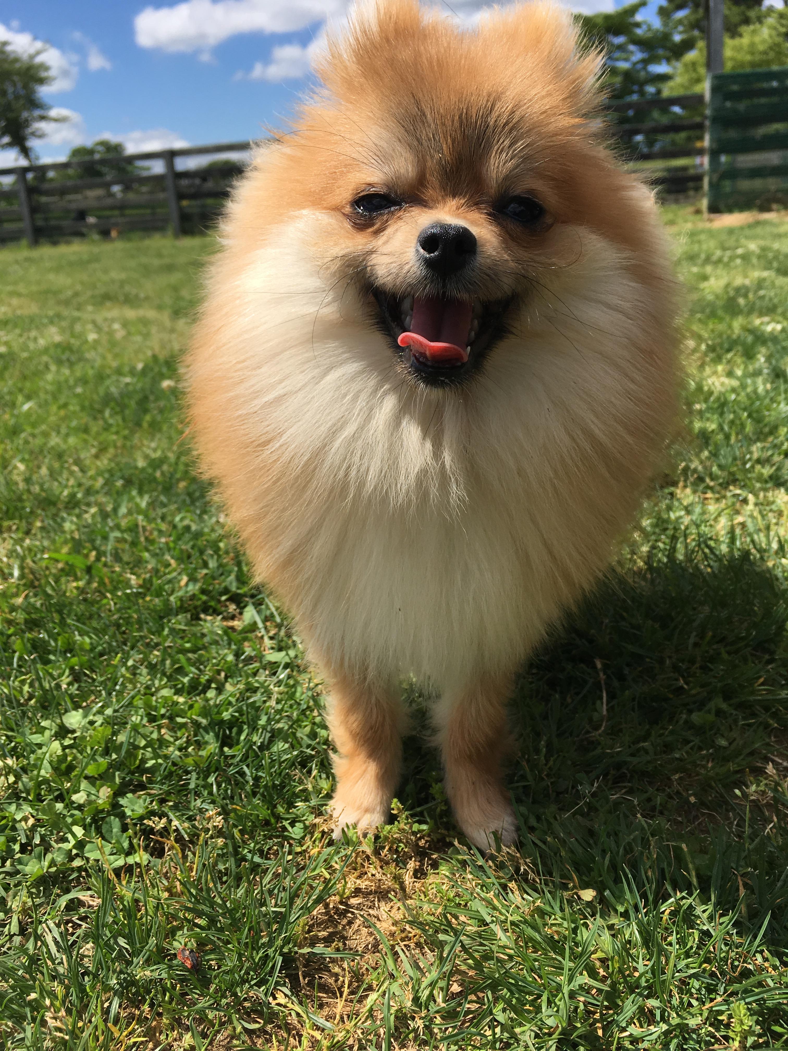 わんにゃんサイトの犬の写真