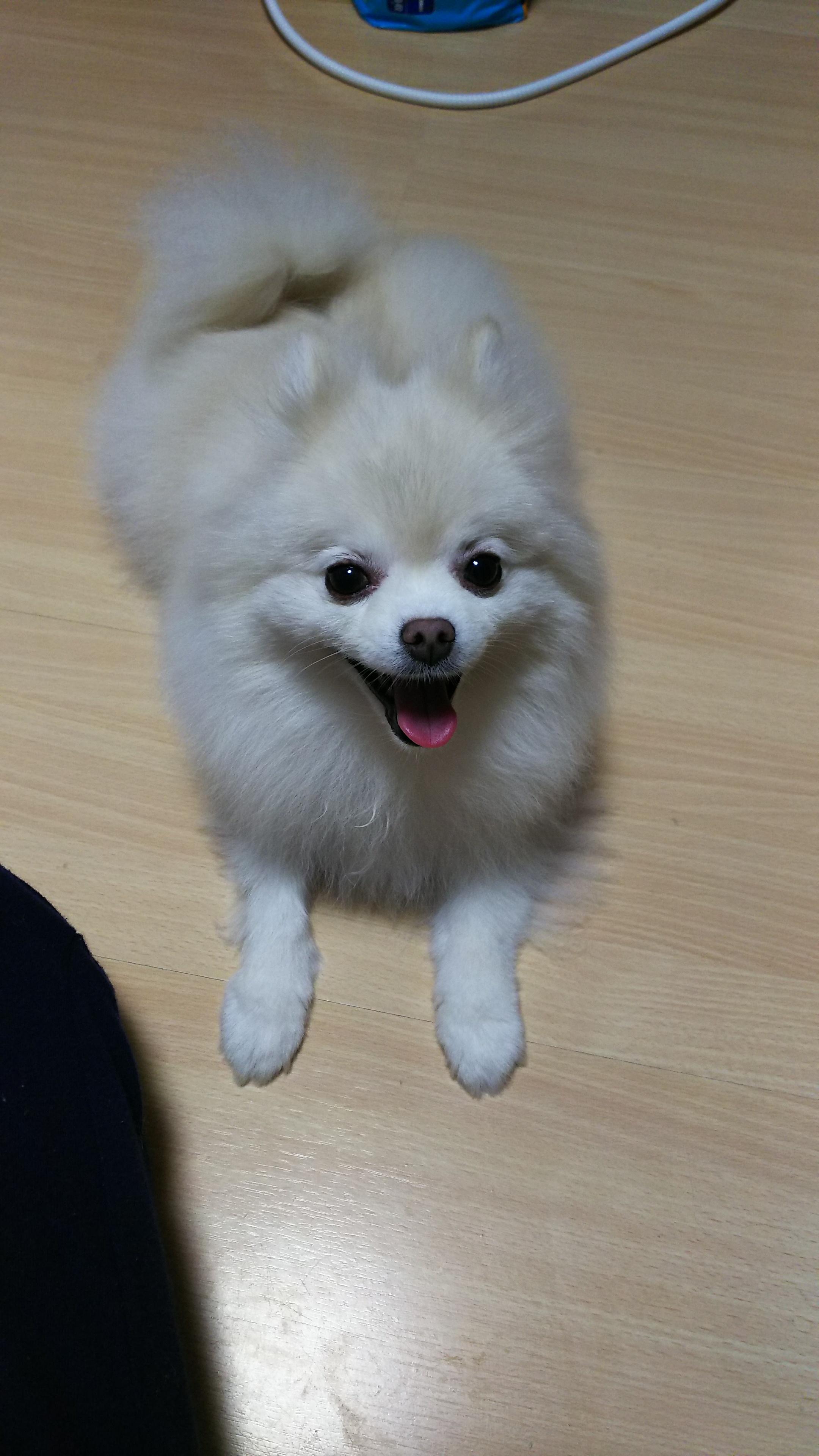 わんにゃんサイトの犬の写真