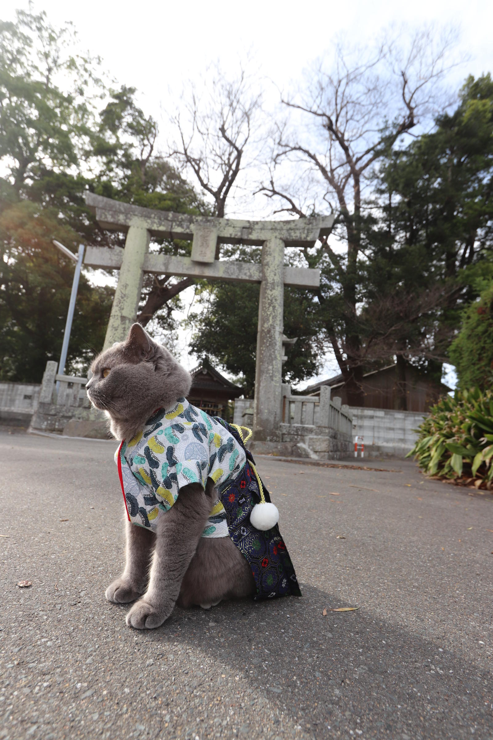 わんにゃんサイトの猫の写真