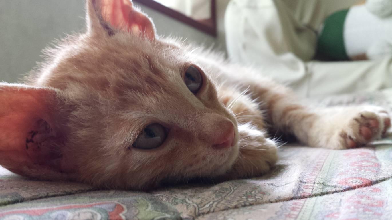 わんにゃんサイトの猫の写真