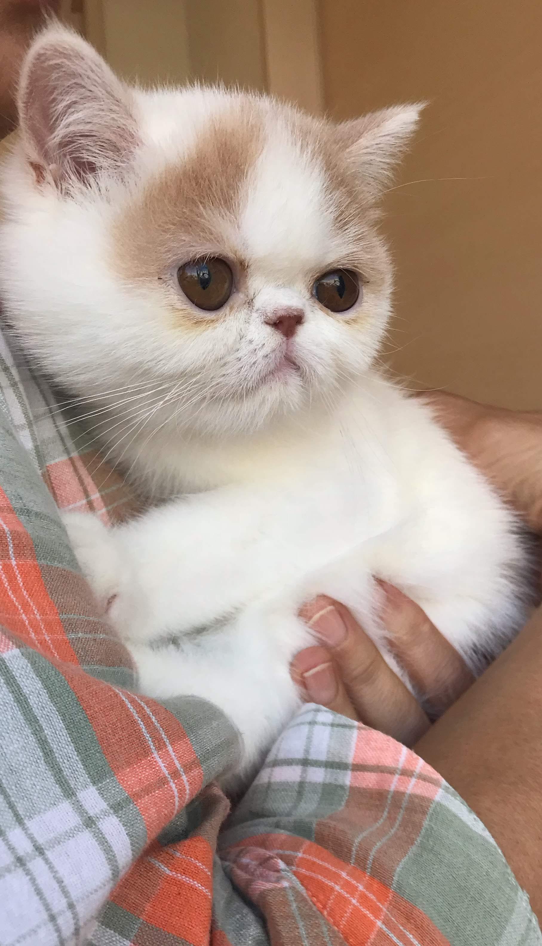 わんにゃんサイトの猫の写真