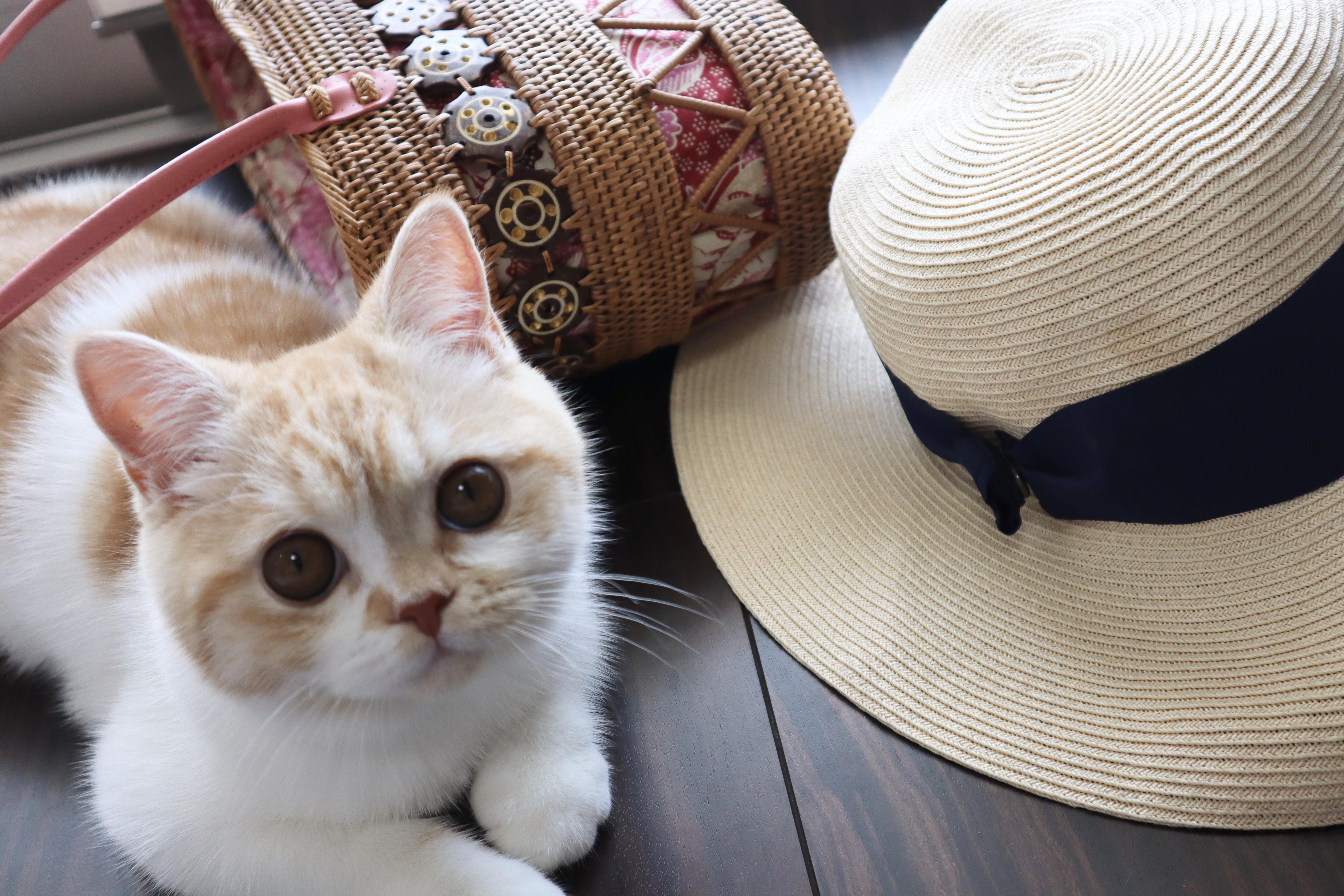 わんにゃんサイトの猫の写真