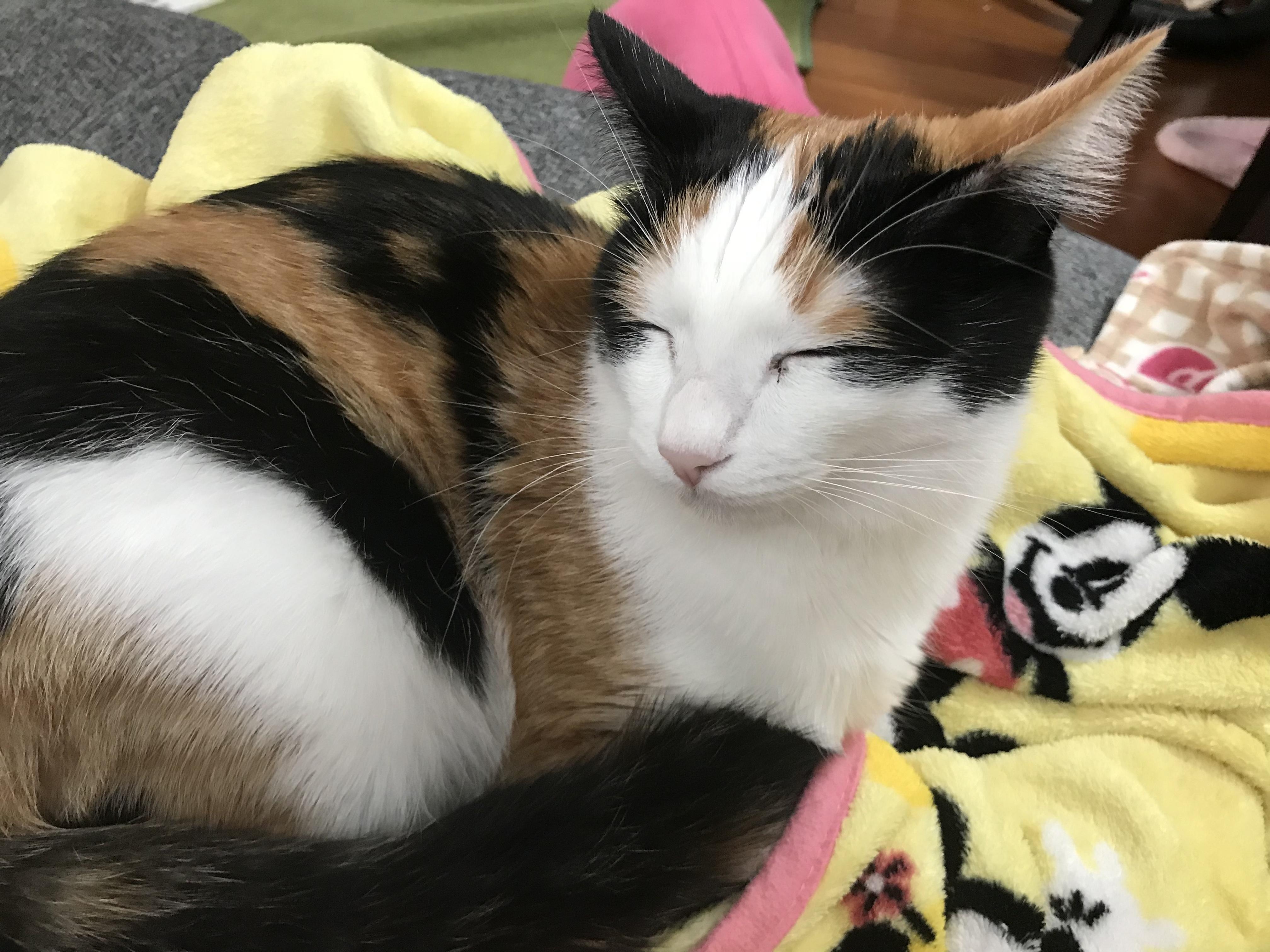 わんにゃんサイトの猫の写真