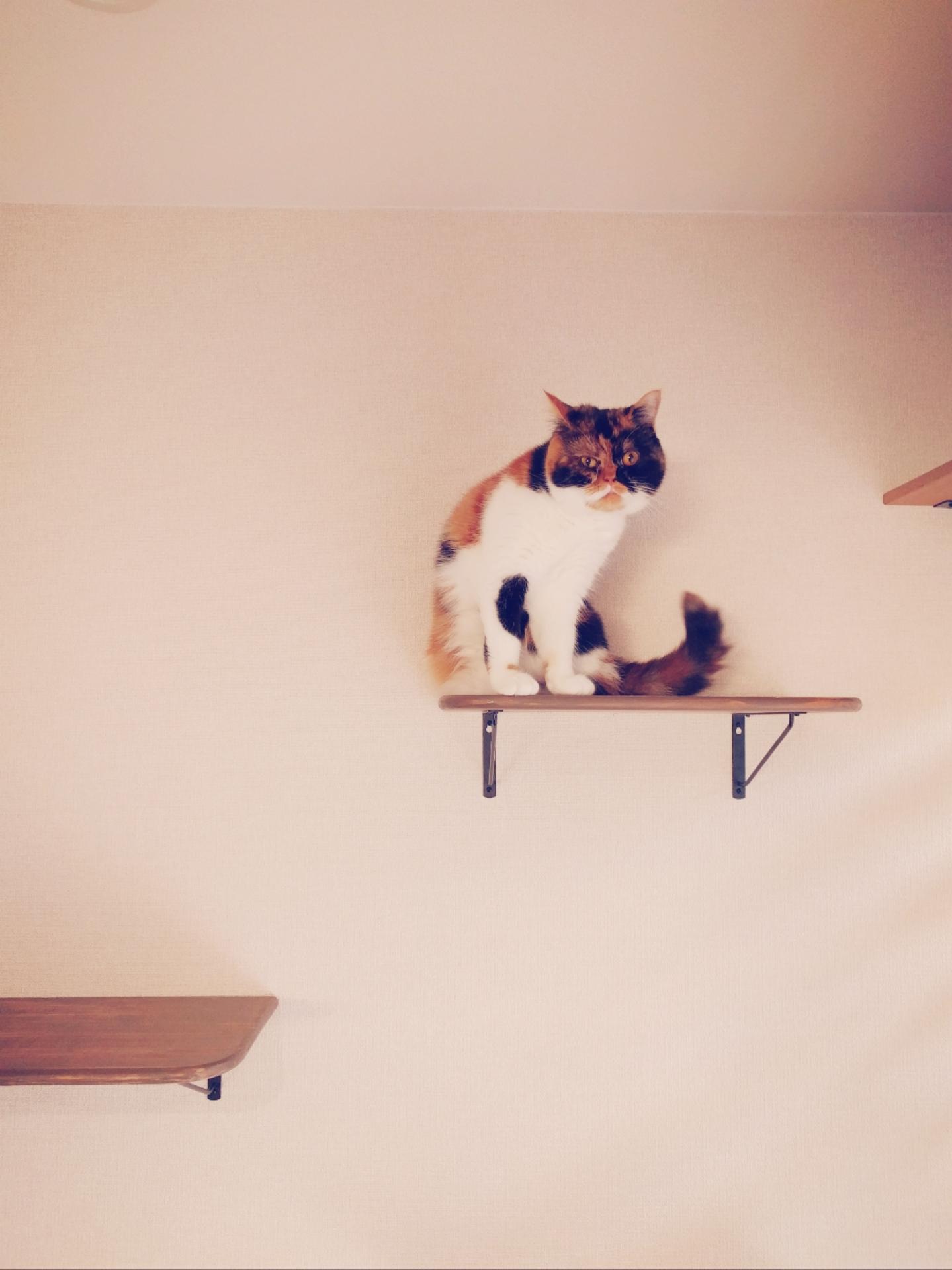 わんにゃんサイトの猫の写真