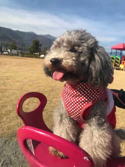 わんにゃんサイトの犬の写真