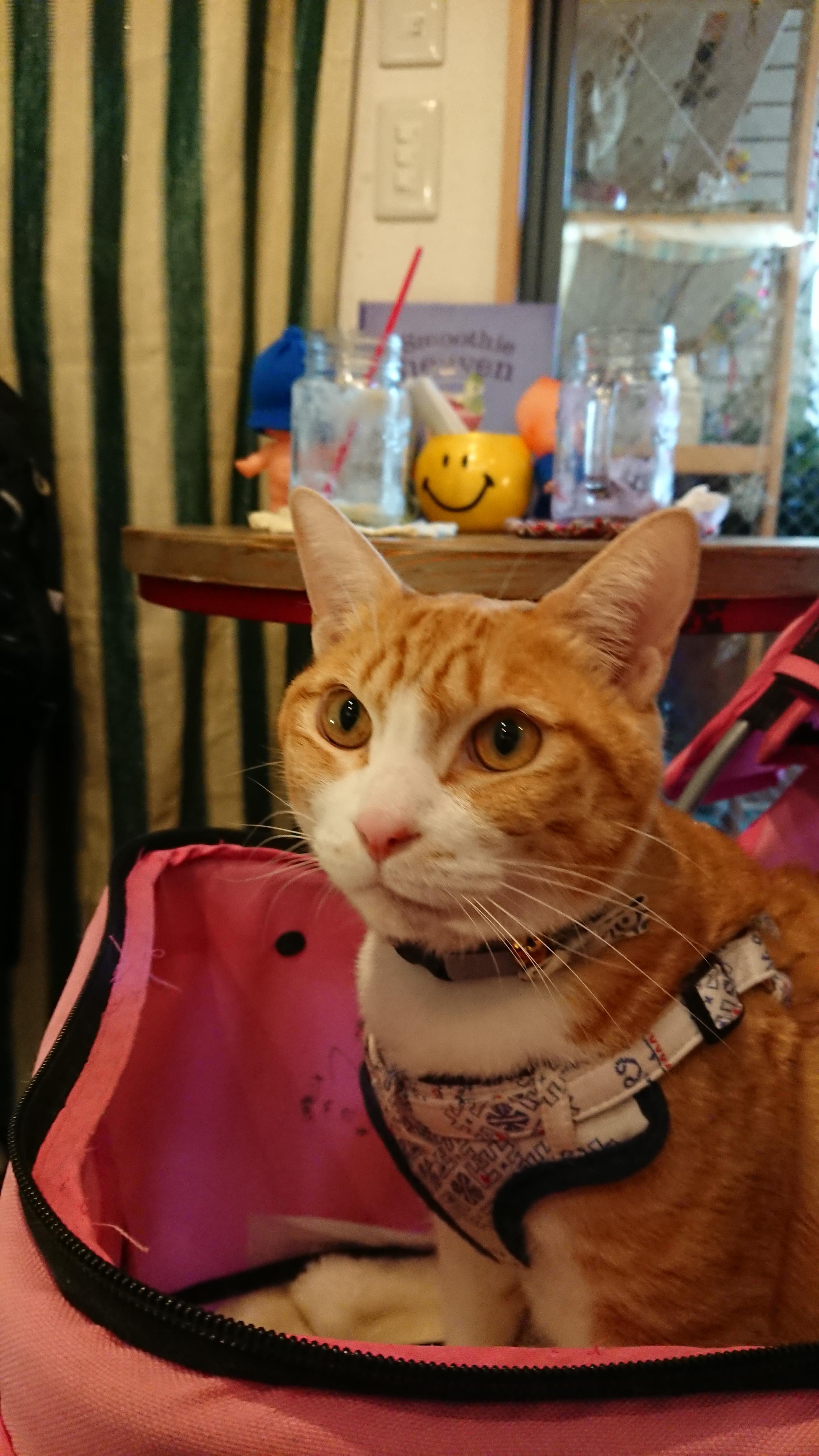 わんにゃんサイトの猫の写真