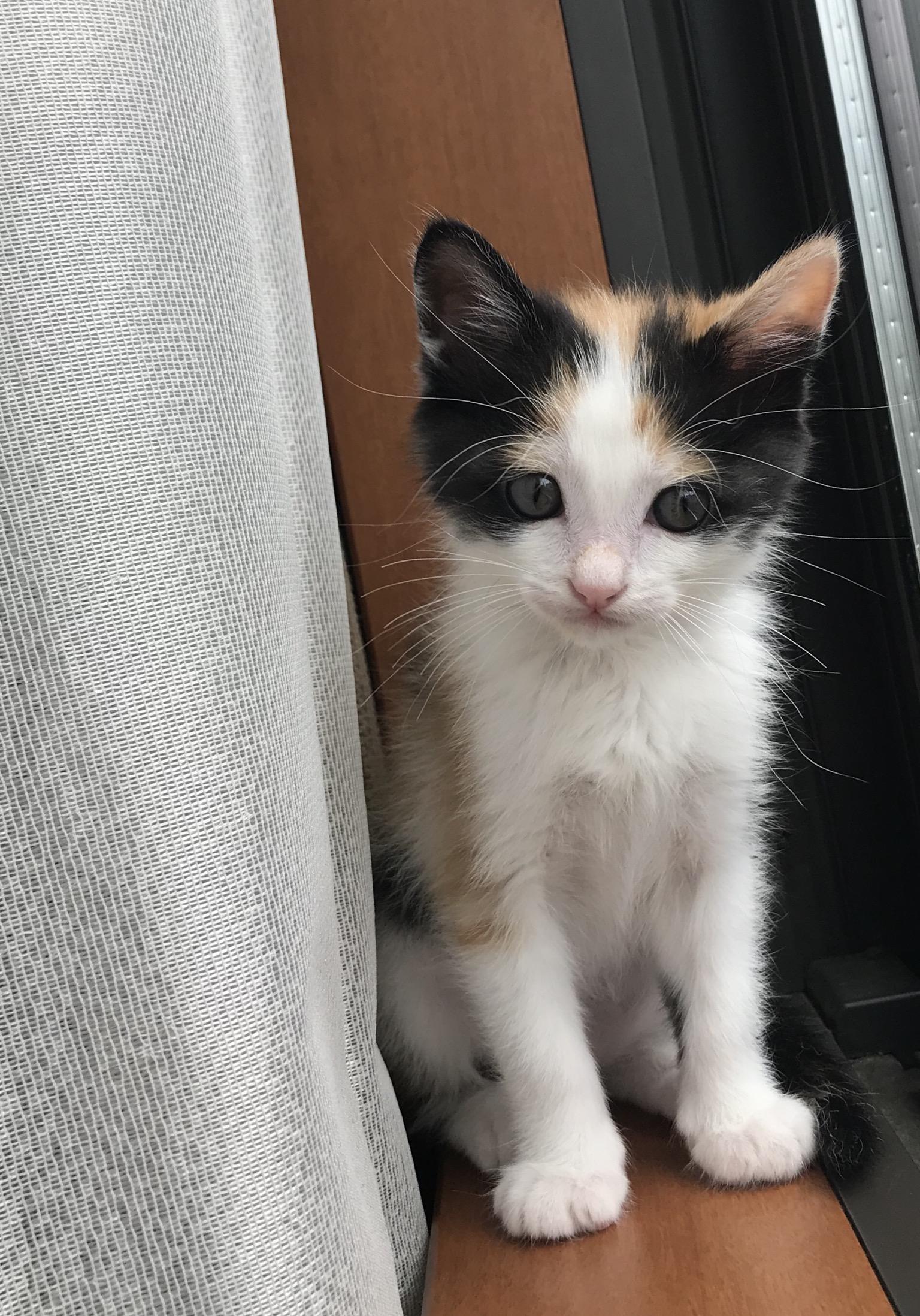 わんにゃんサイトの猫の写真