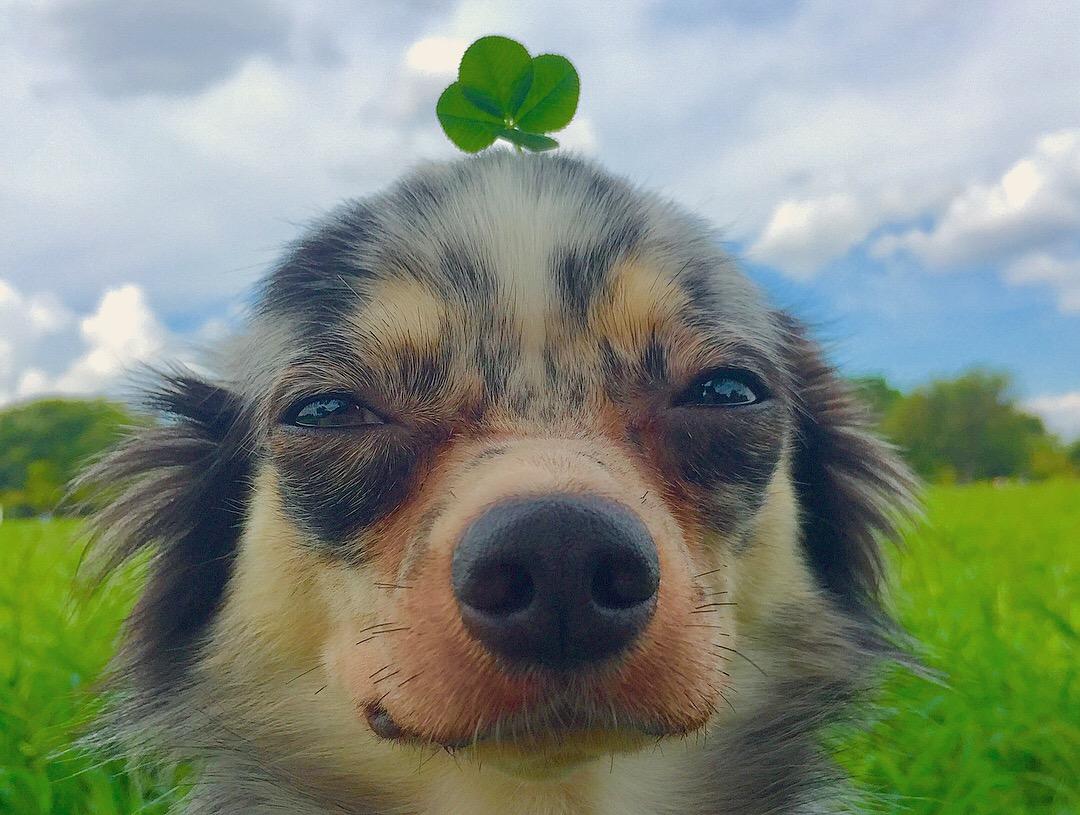 わんにゃんサイトの犬の写真