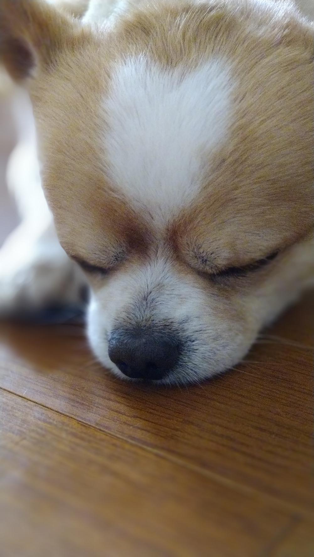 わんにゃんサイトの犬の写真