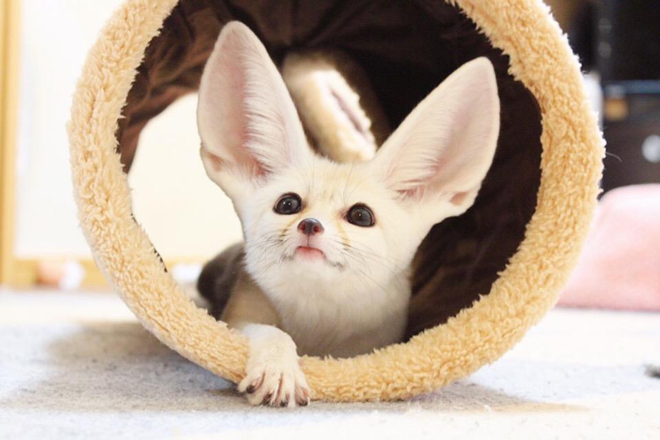 わんにゃんサイトのその他の写真