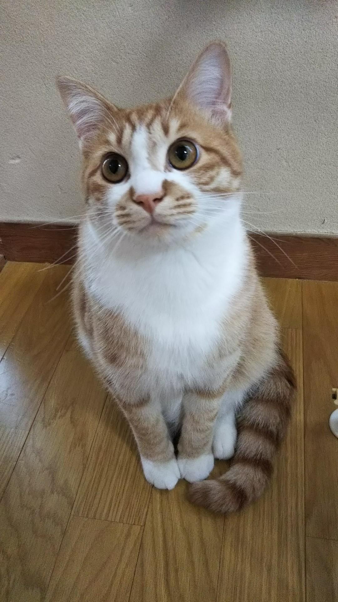 わんにゃんサイトの猫の写真