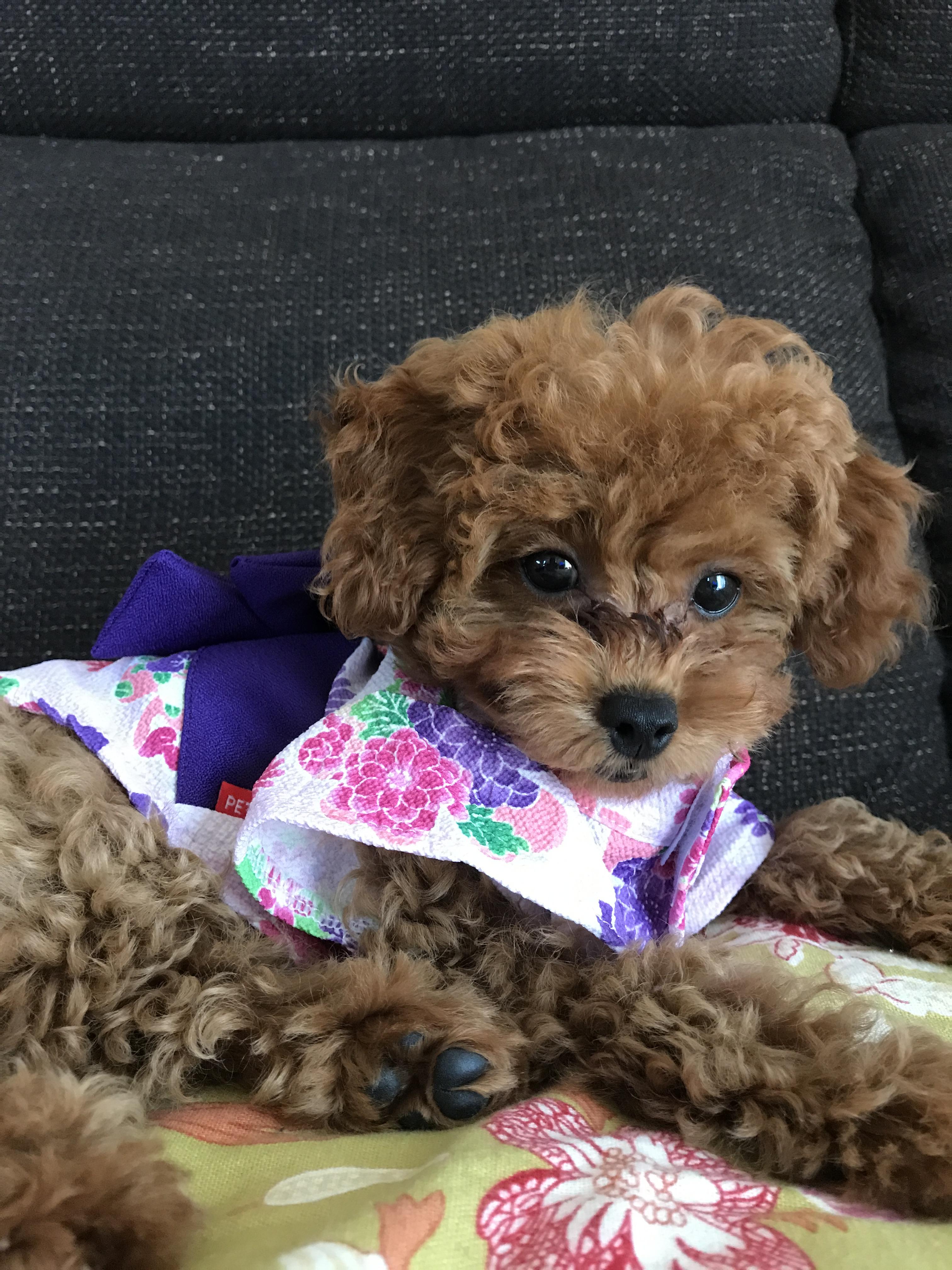 わんにゃんサイトの犬の写真