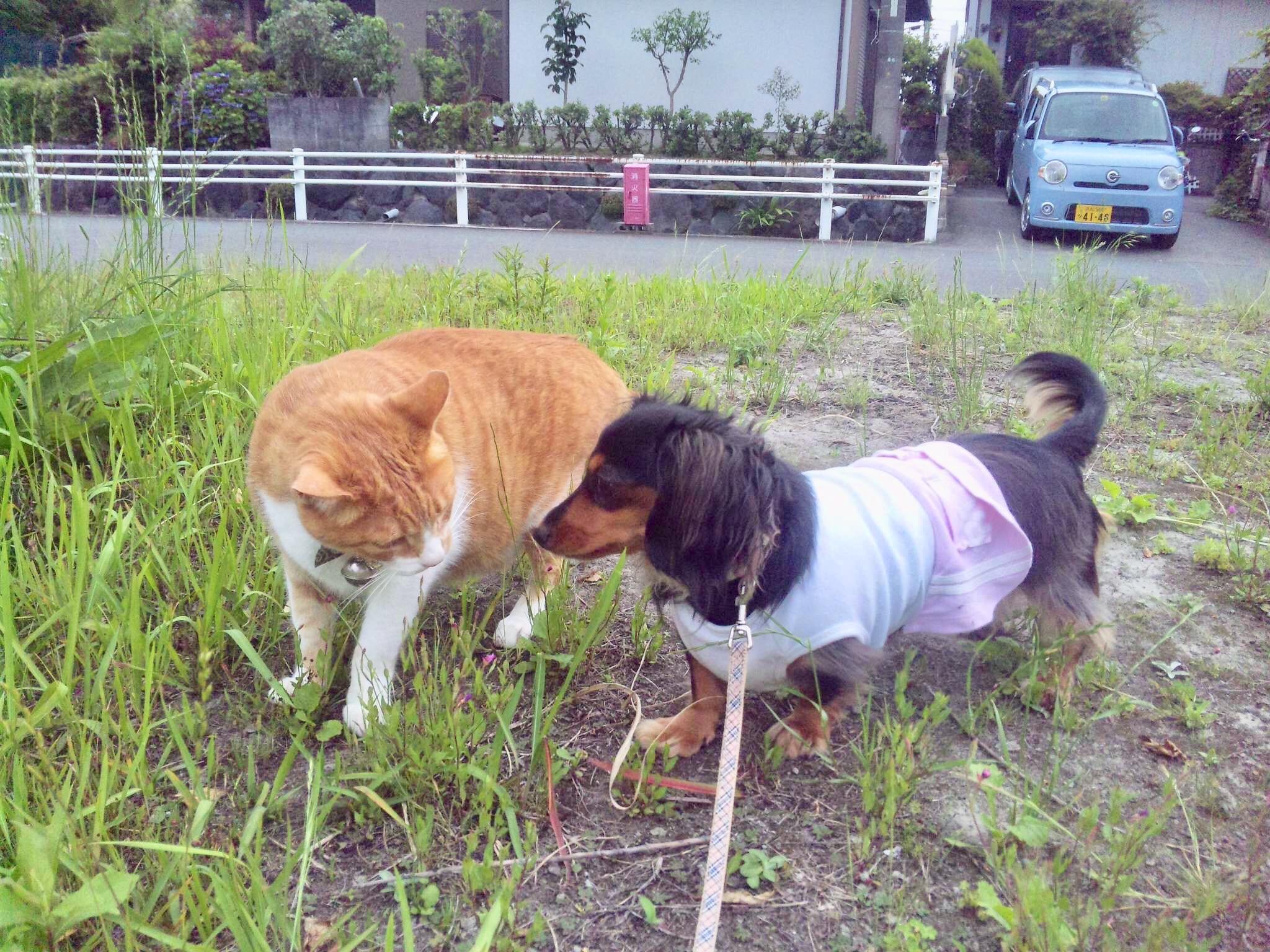 わんにゃんサイトの猫の写真