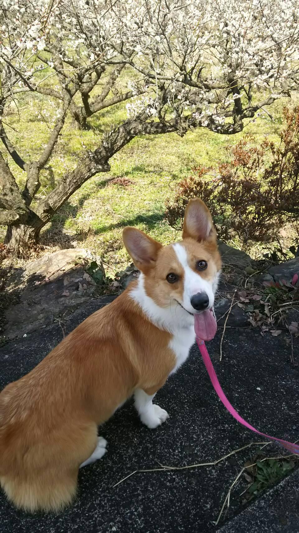 わんにゃんサイトの犬の写真