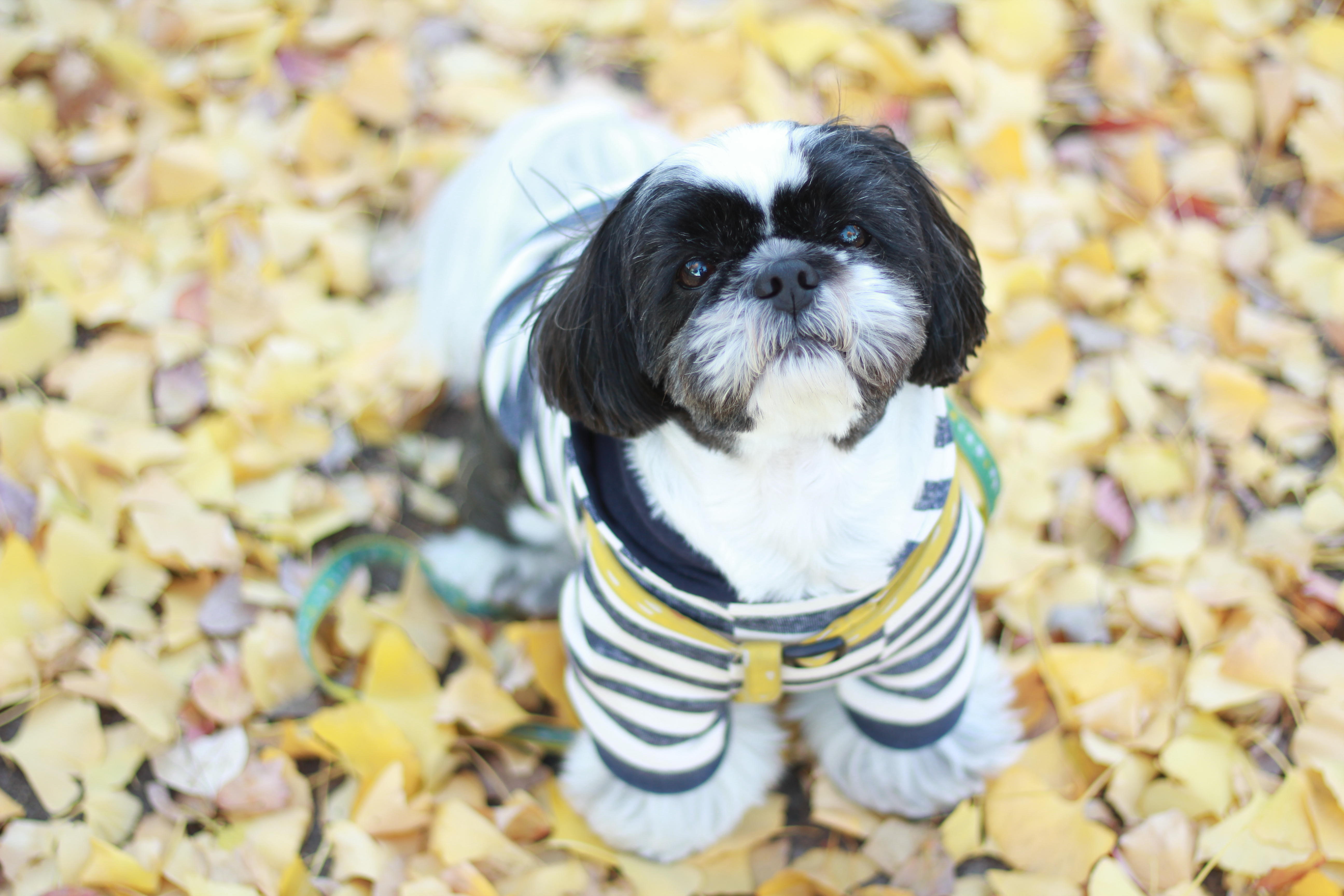 わんにゃんサイトの犬の写真