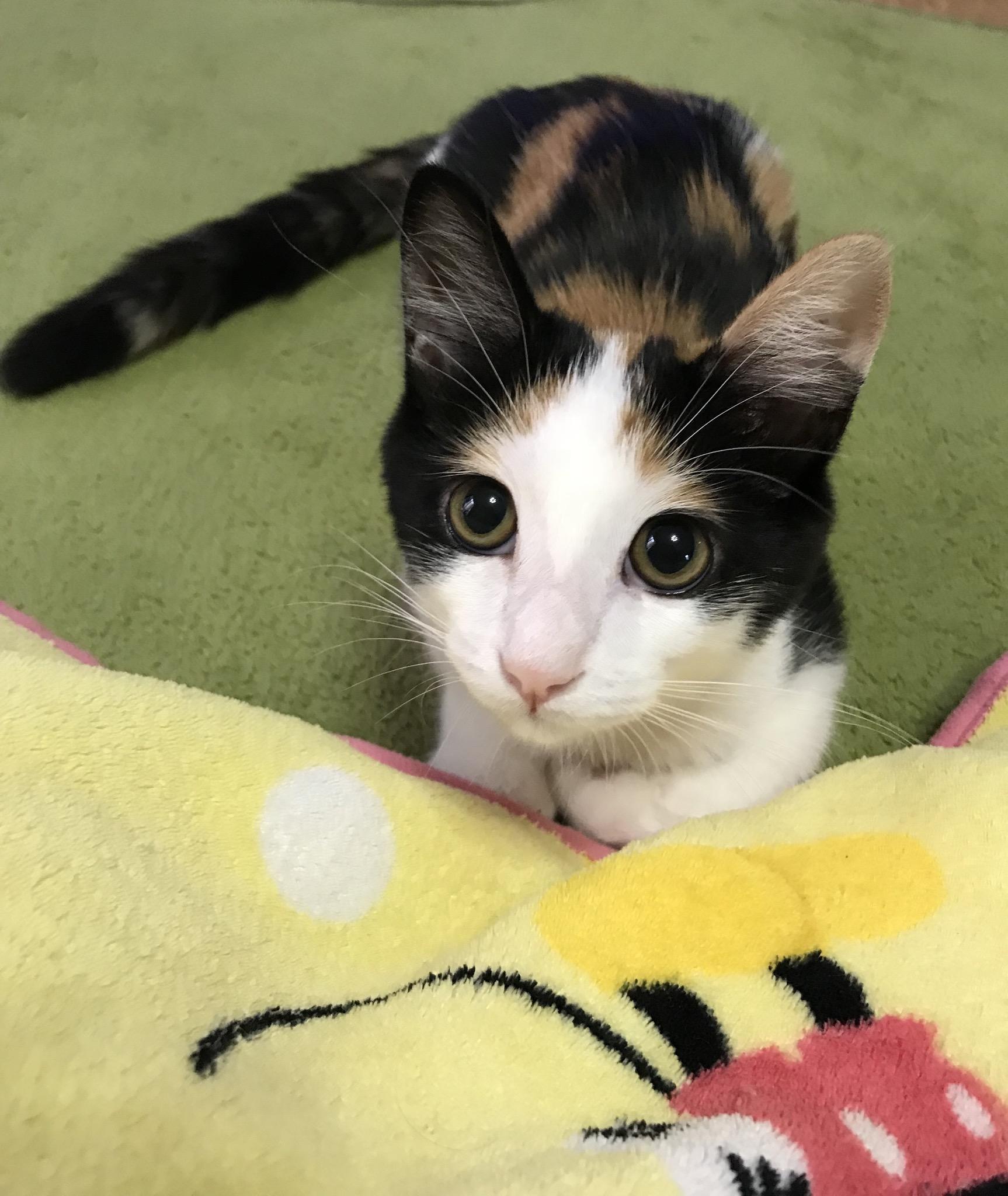 わんにゃんサイトの猫の写真