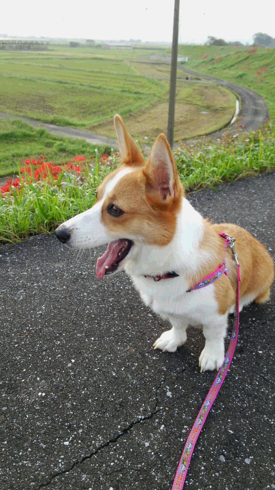 わんにゃんサイトの犬の写真